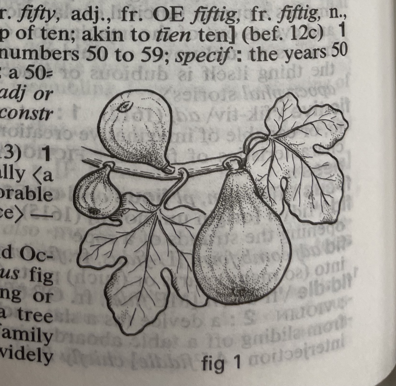 Dictionary illustration