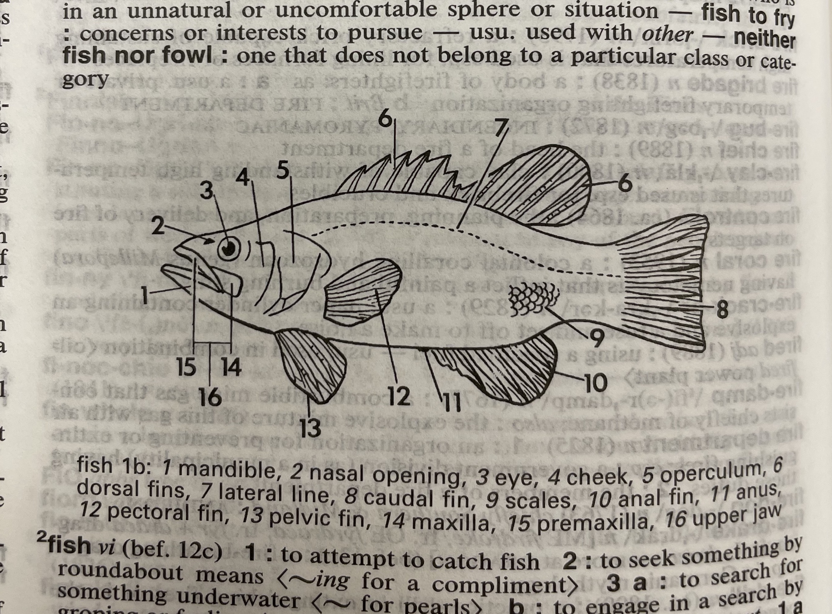 Dictionary illustration
