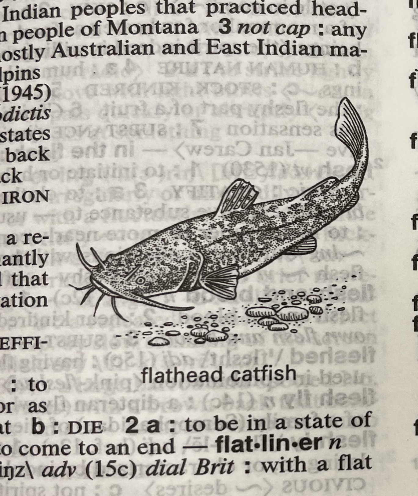 Dictionary illustration