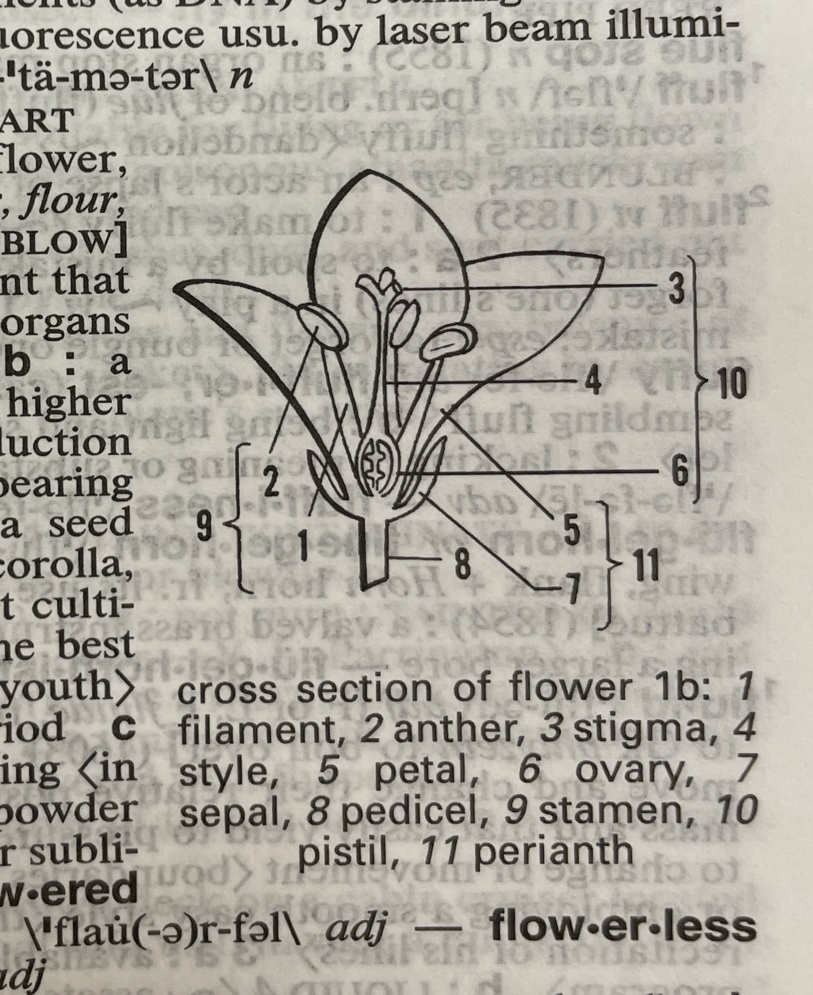 Dictionary illustration