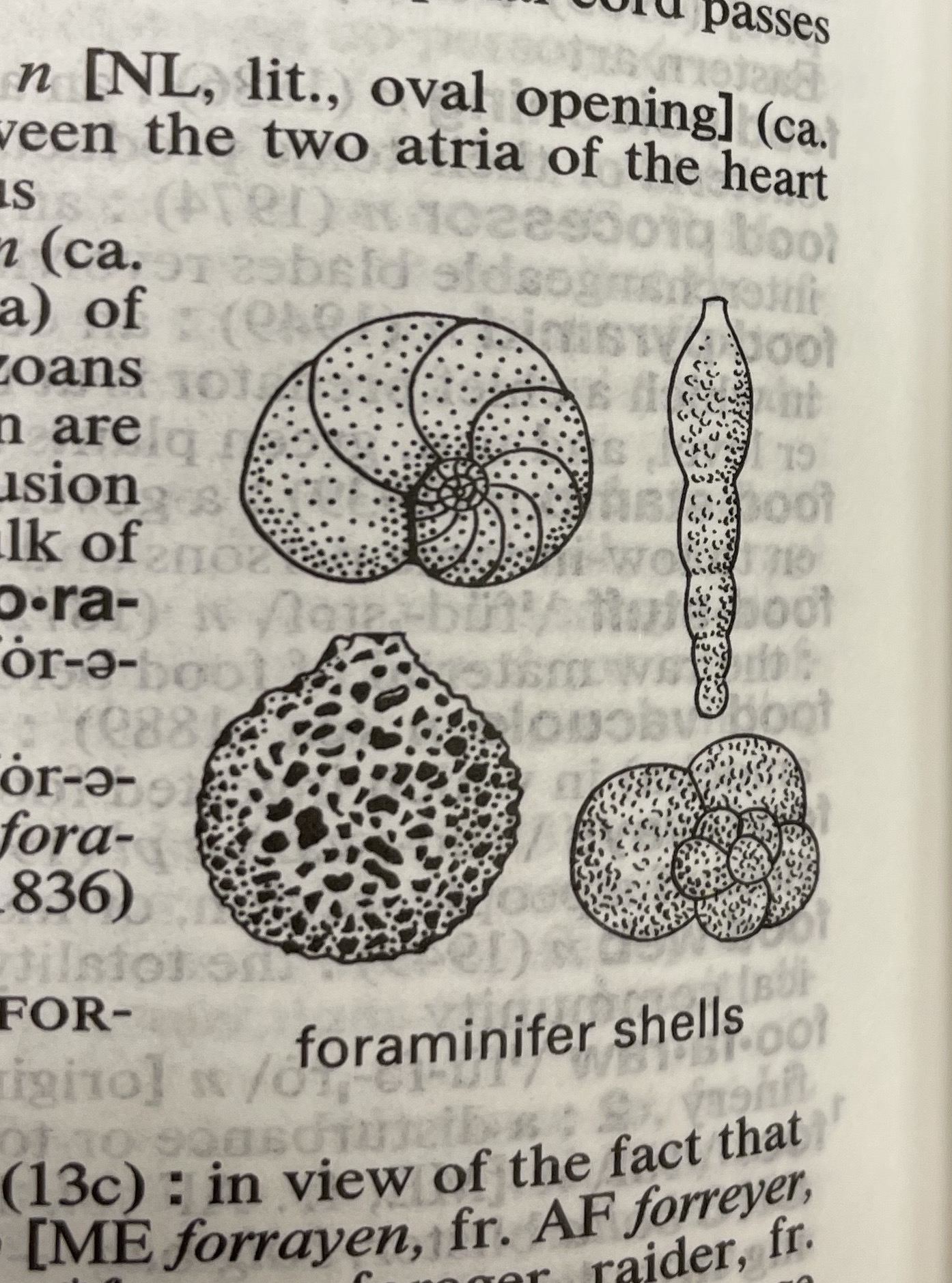 Dictionary illustration