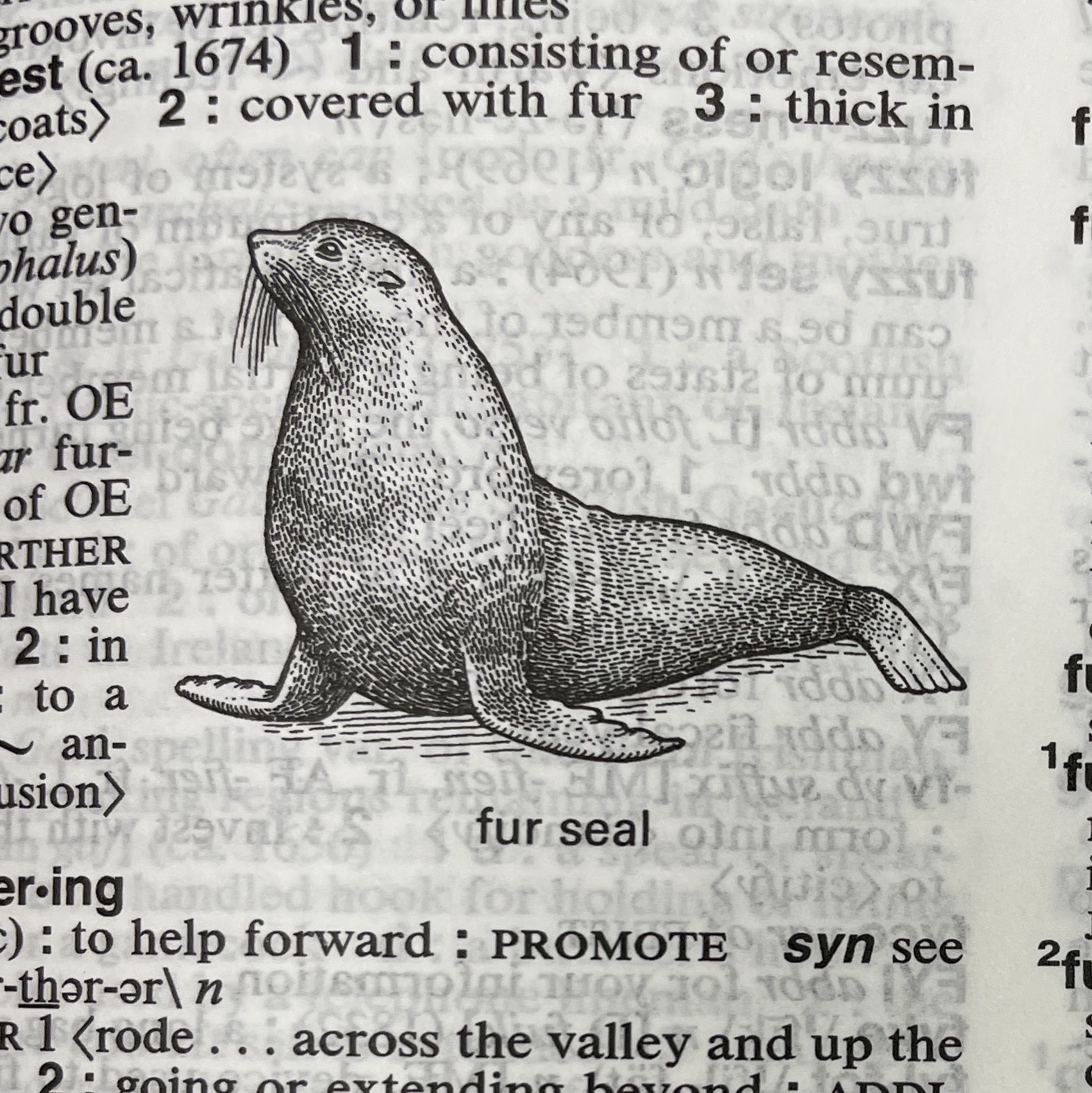 Dictionary illustration
