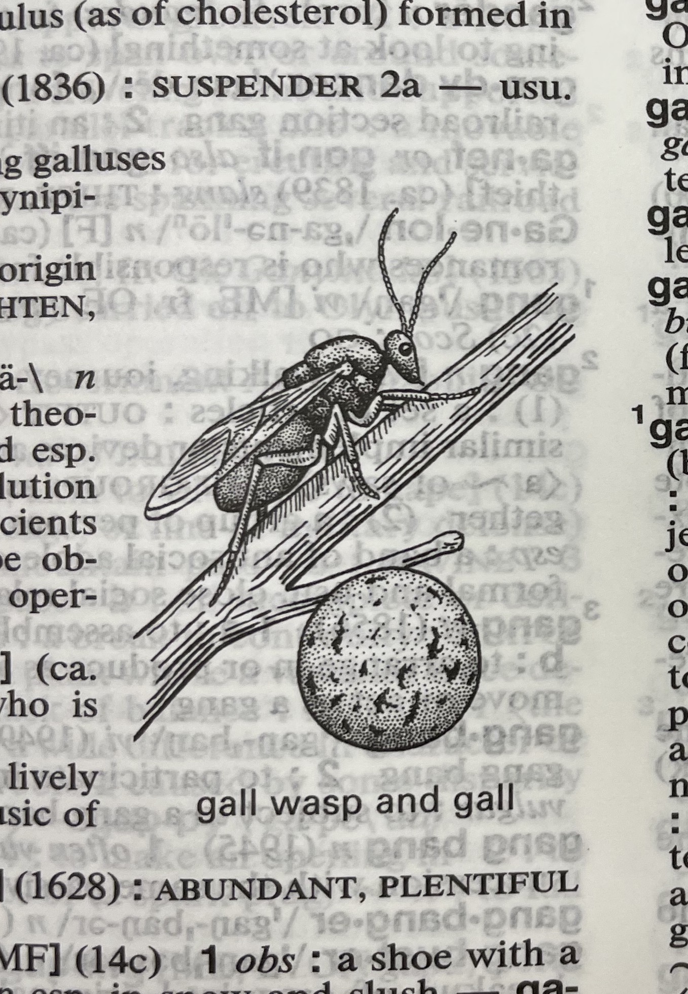 Dictionary illustration