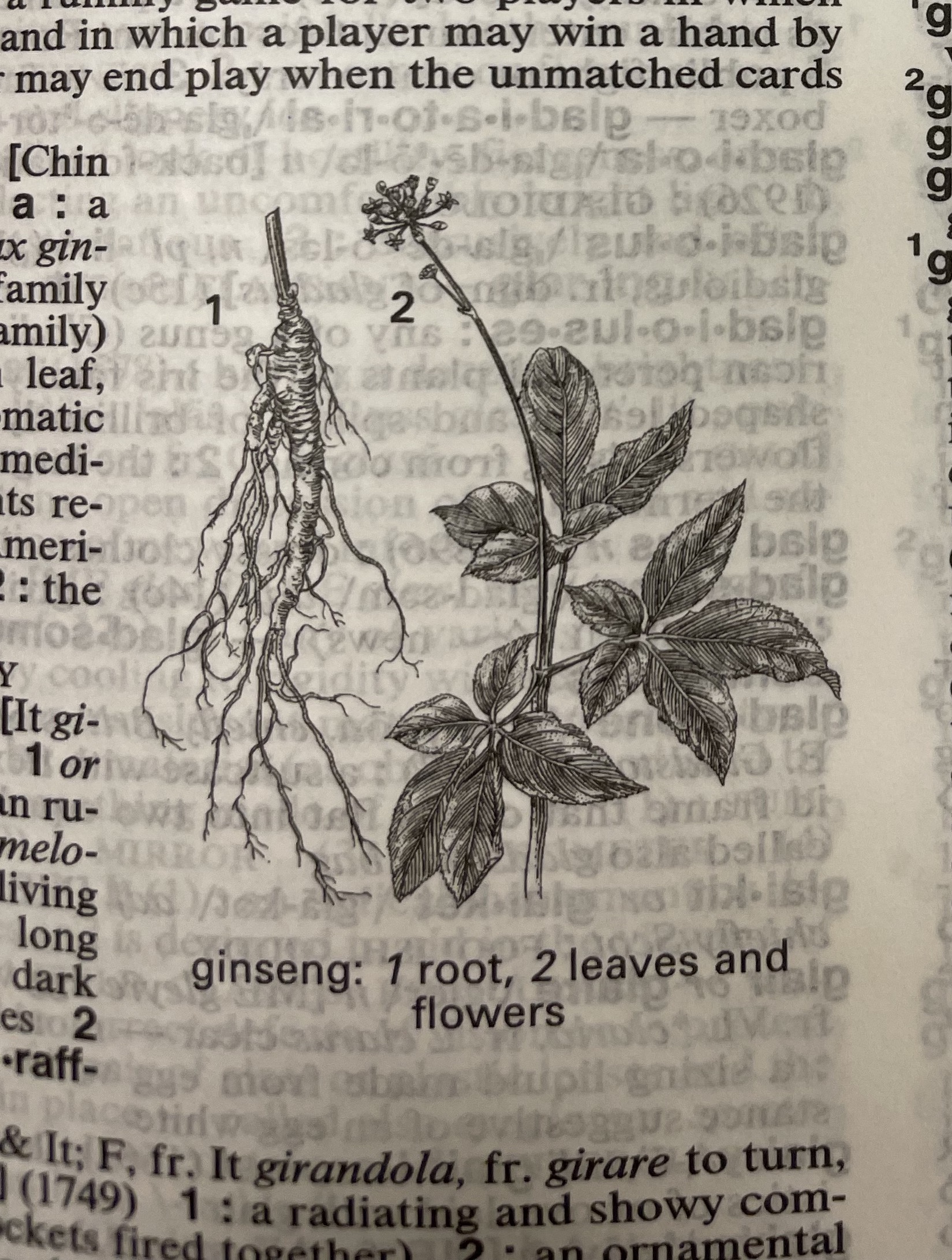 Dictionary illustration