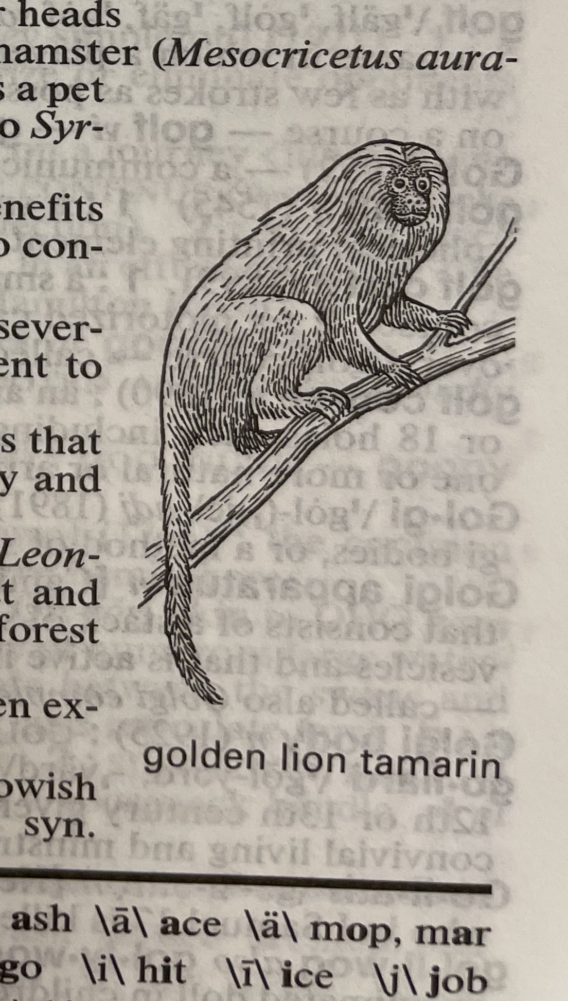 Dictionary illustration