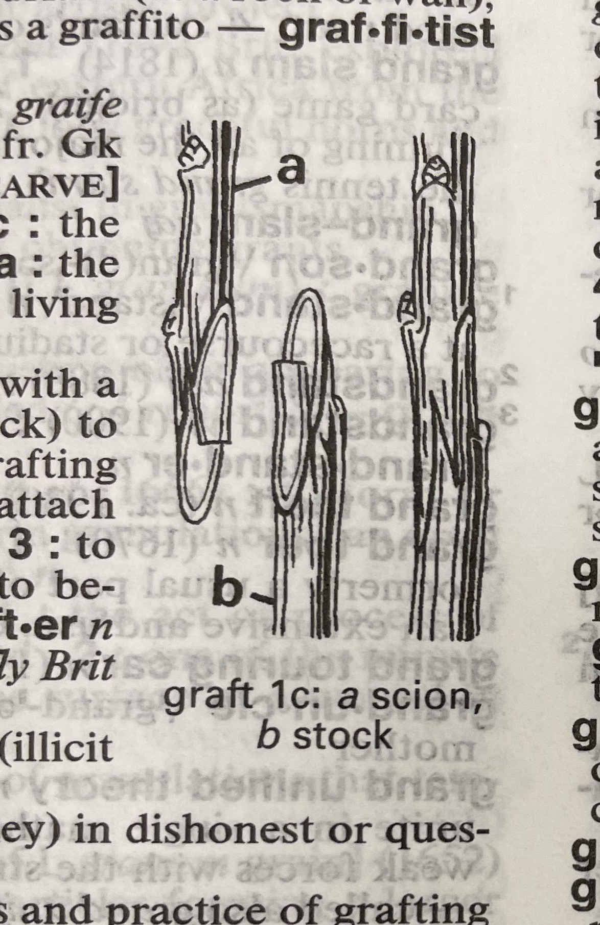 Dictionary illustration