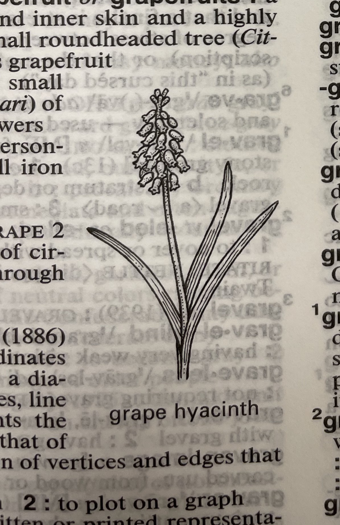 Dictionary illustration