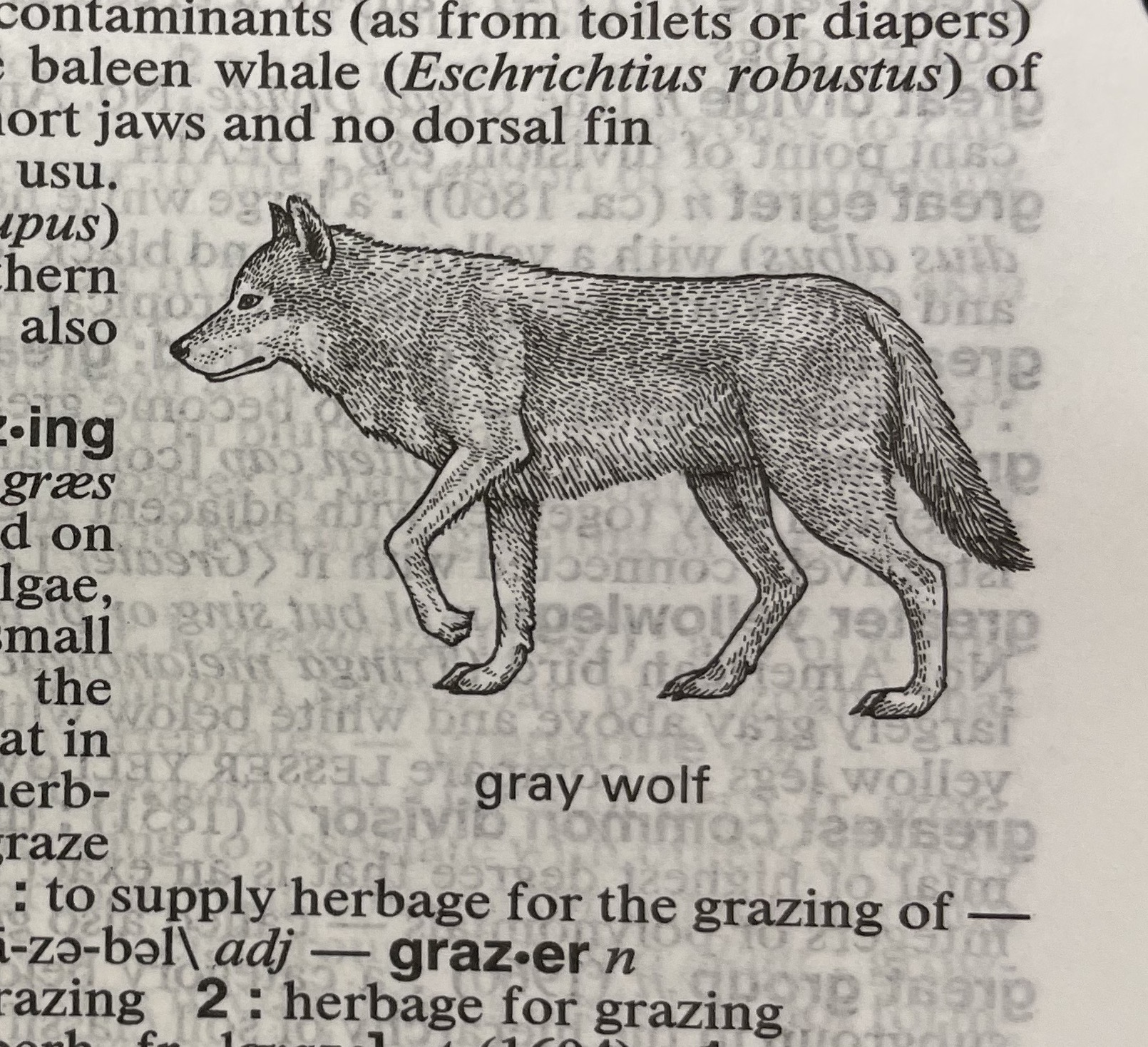 Dictionary illustration