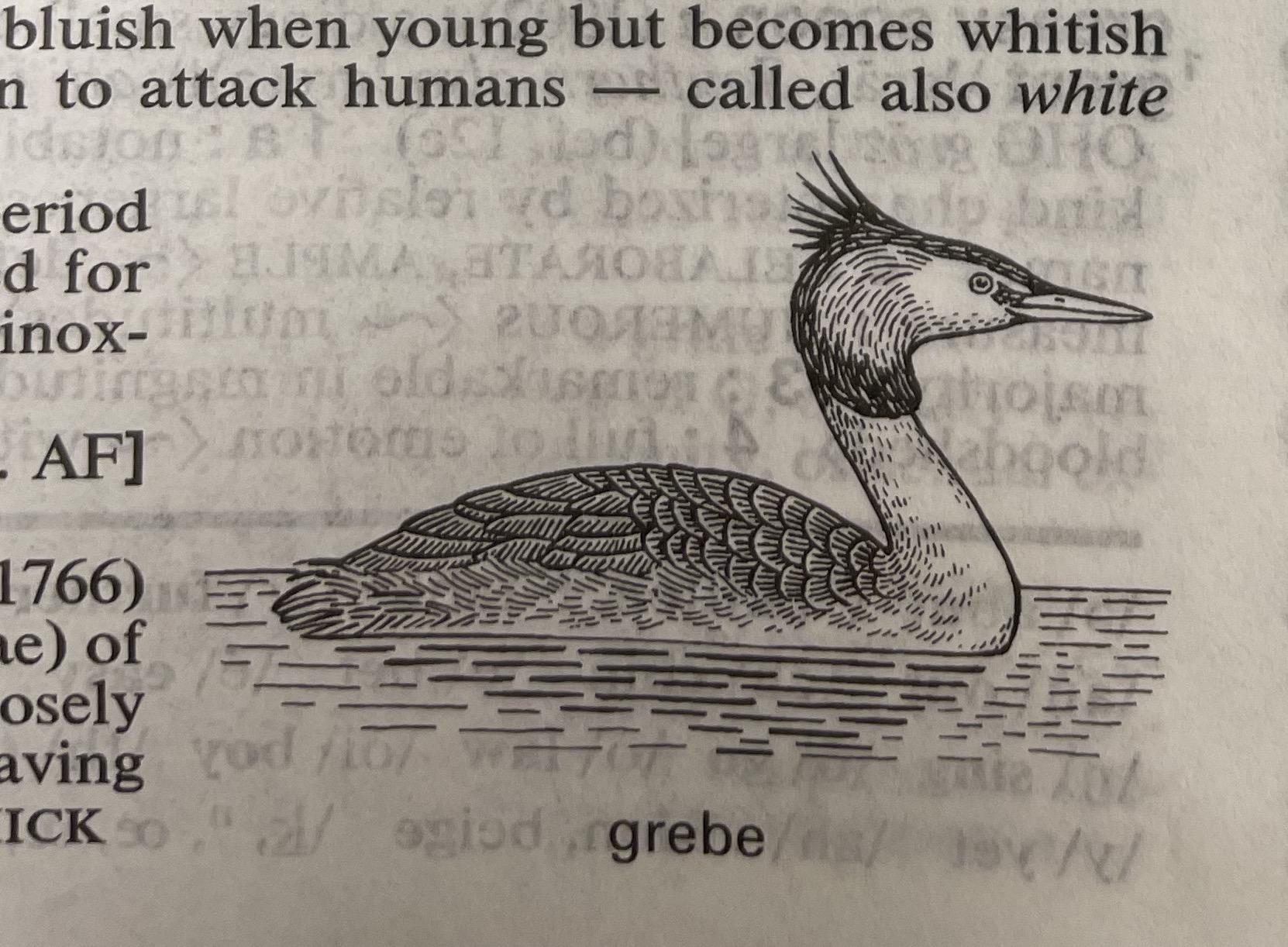 Dictionary illustration
