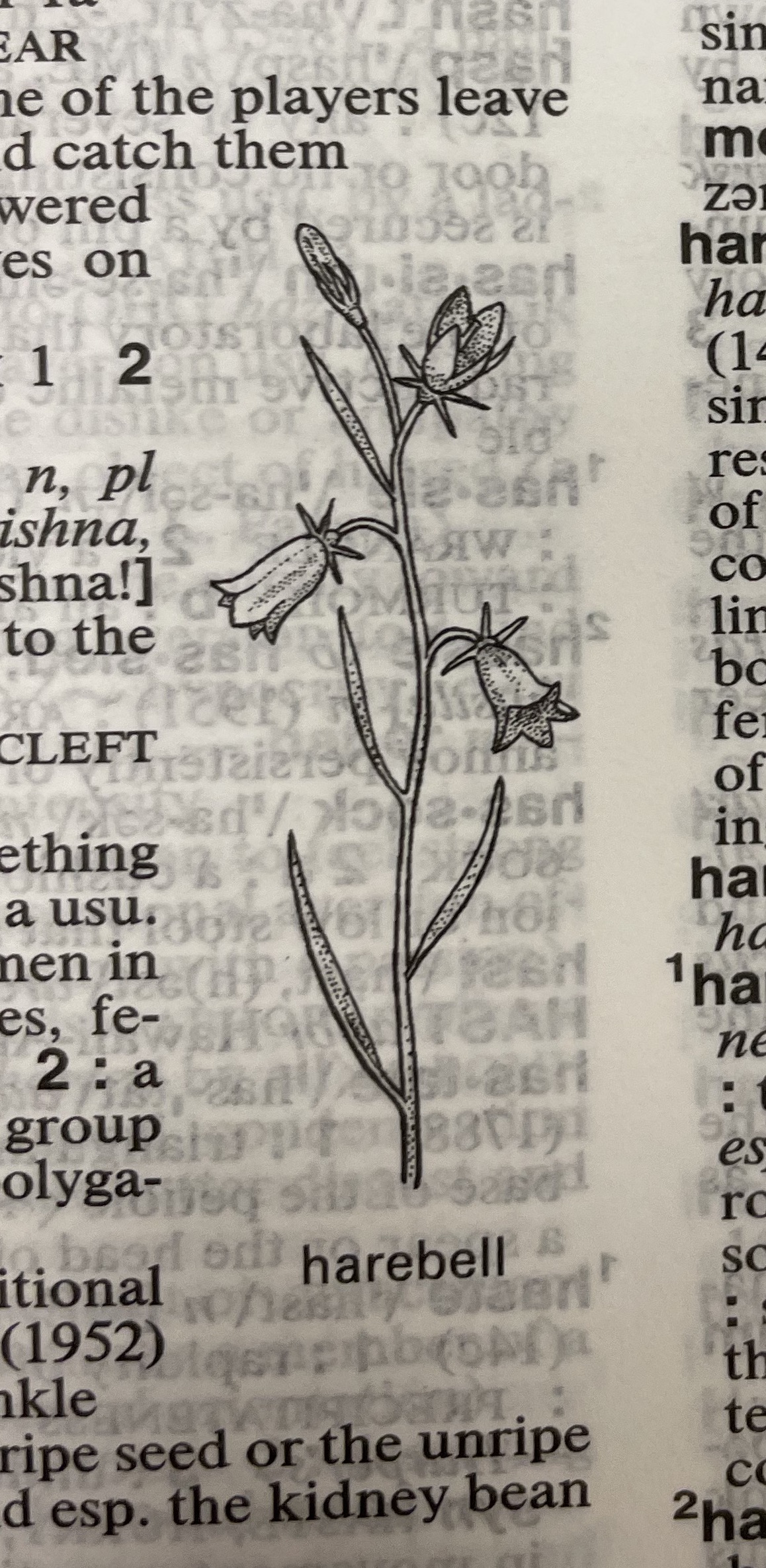 Dictionary illustration