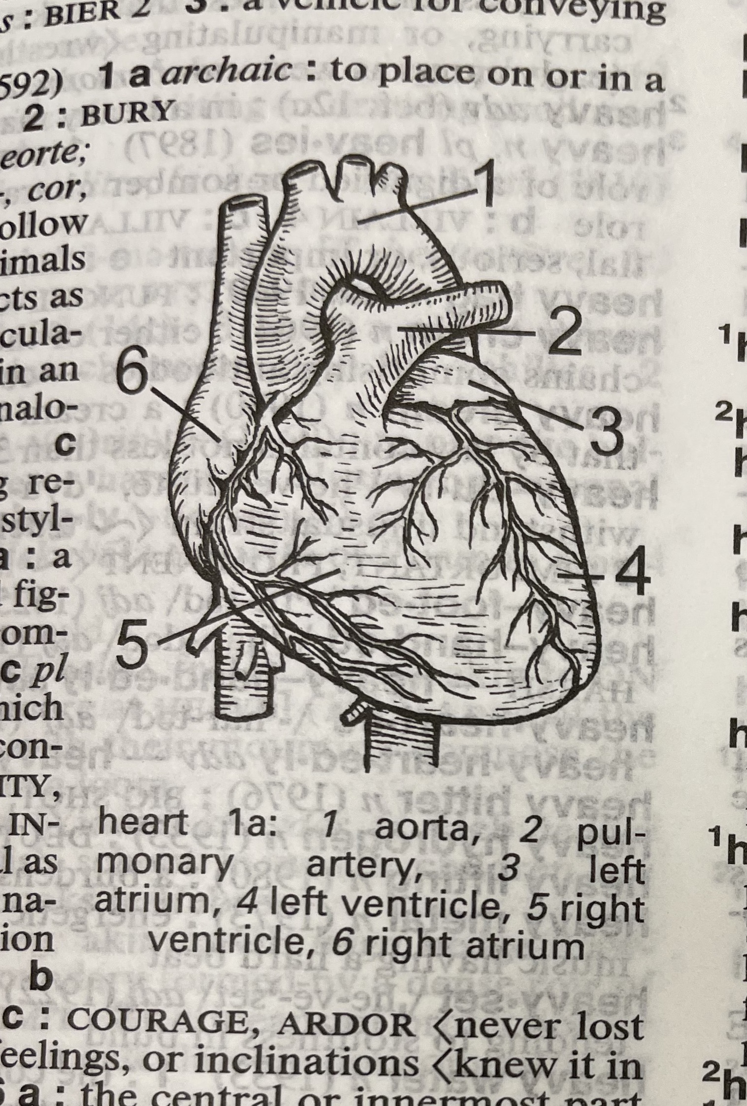 Dictionary illustration