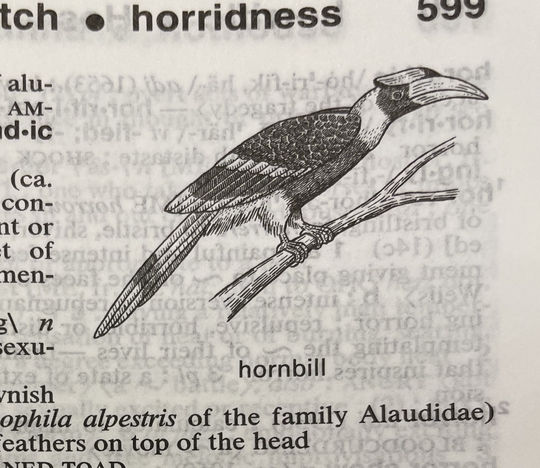 Dictionary illustration