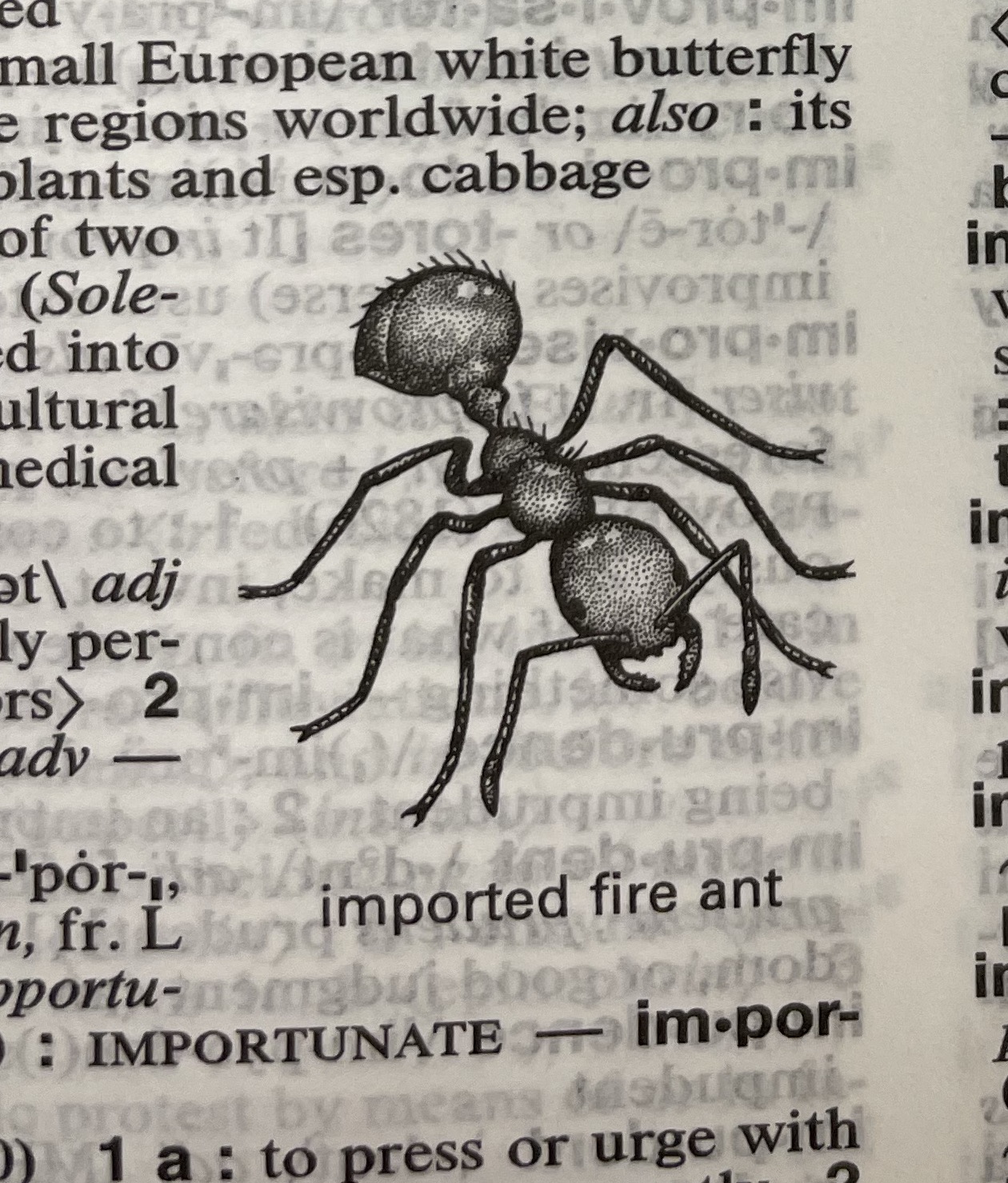 Dictionary illustration