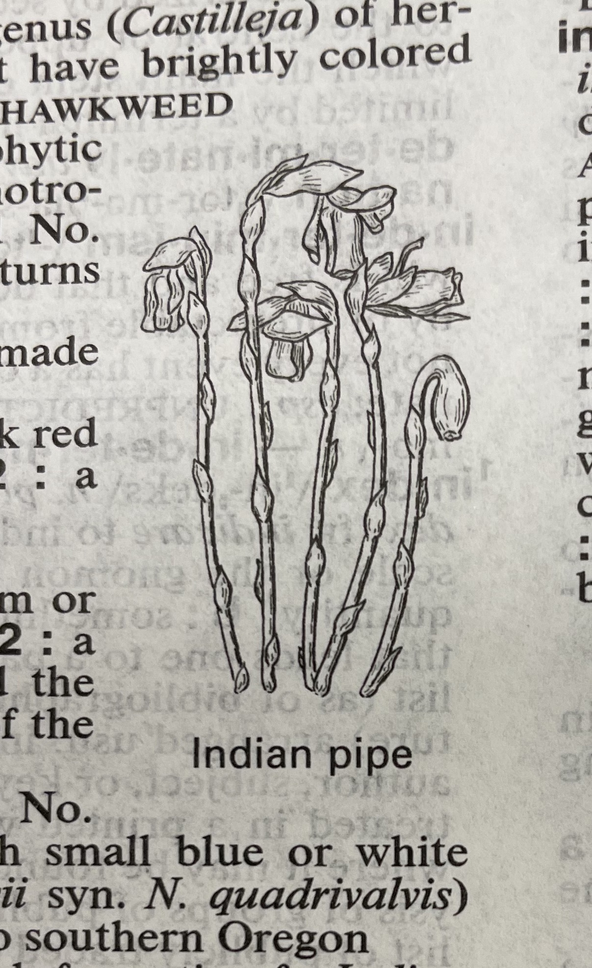 Dictionary illustration
