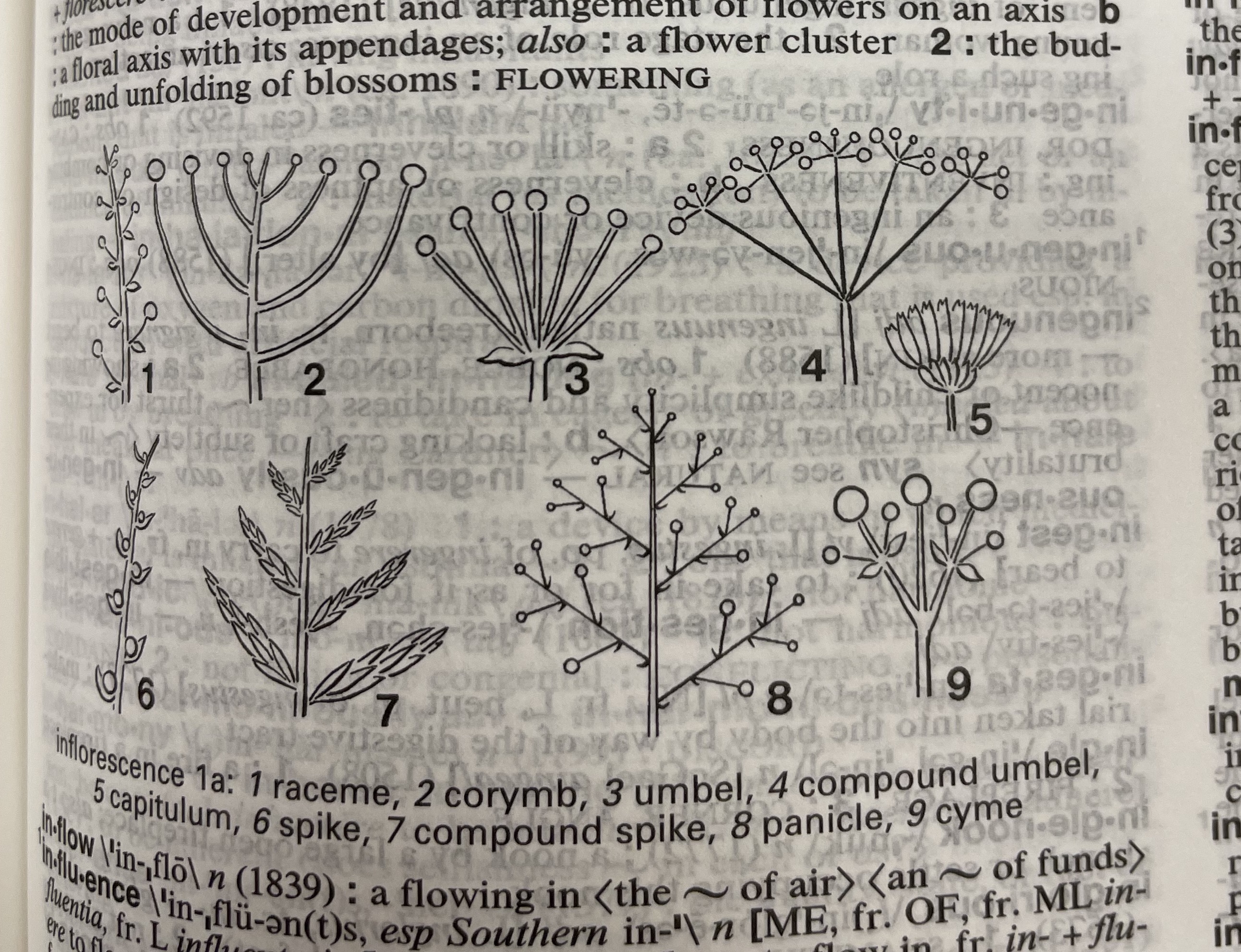 Dictionary illustration