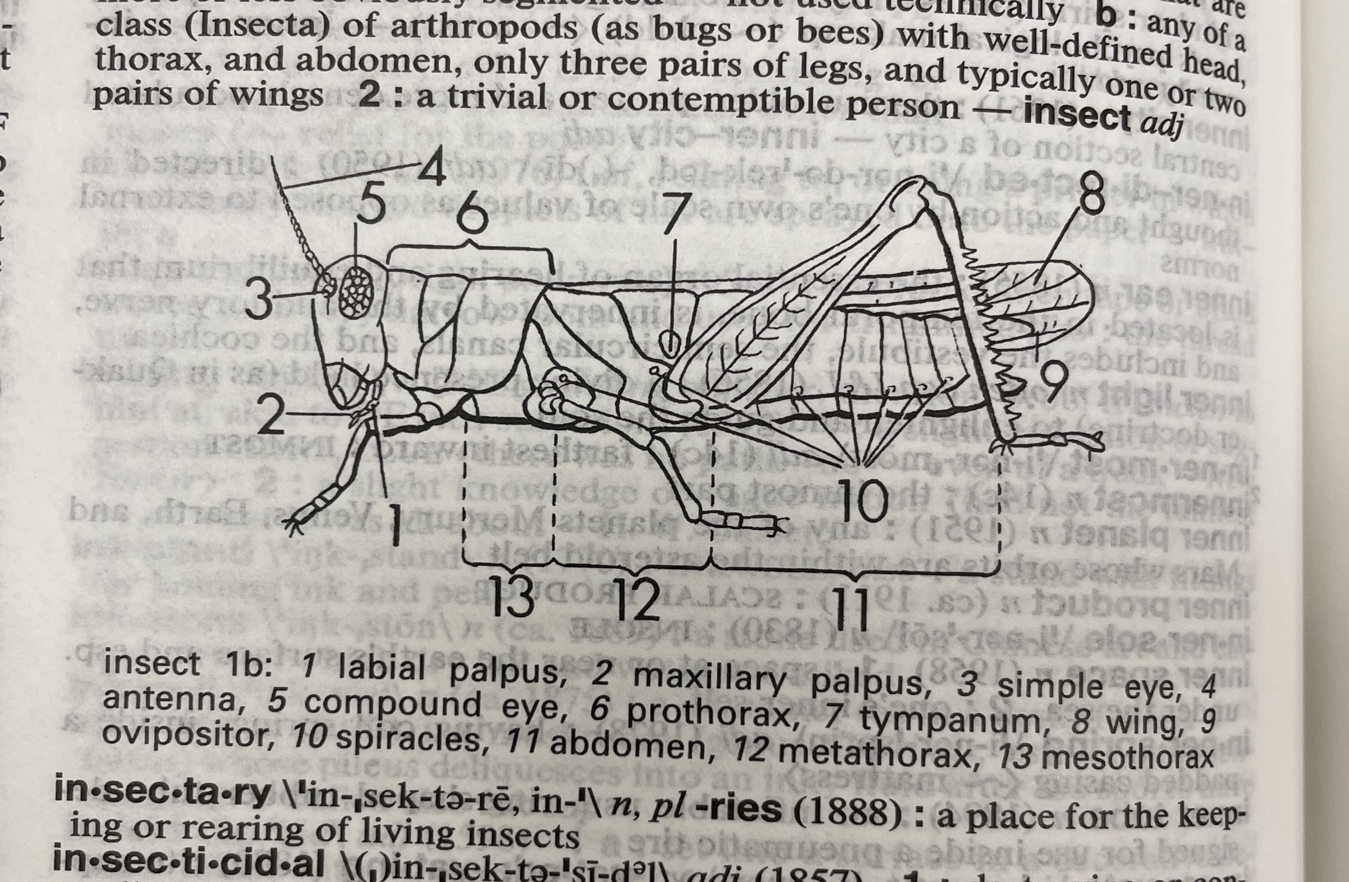 Dictionary illustration