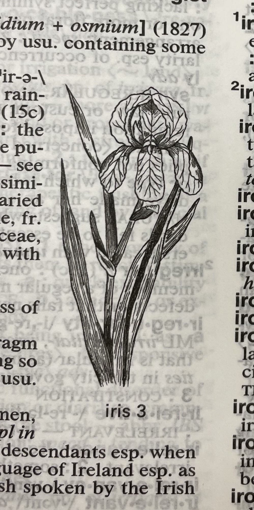 Dictionary illustration