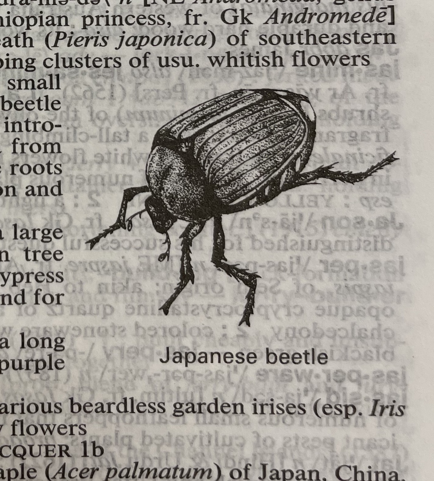 Dictionary illustration