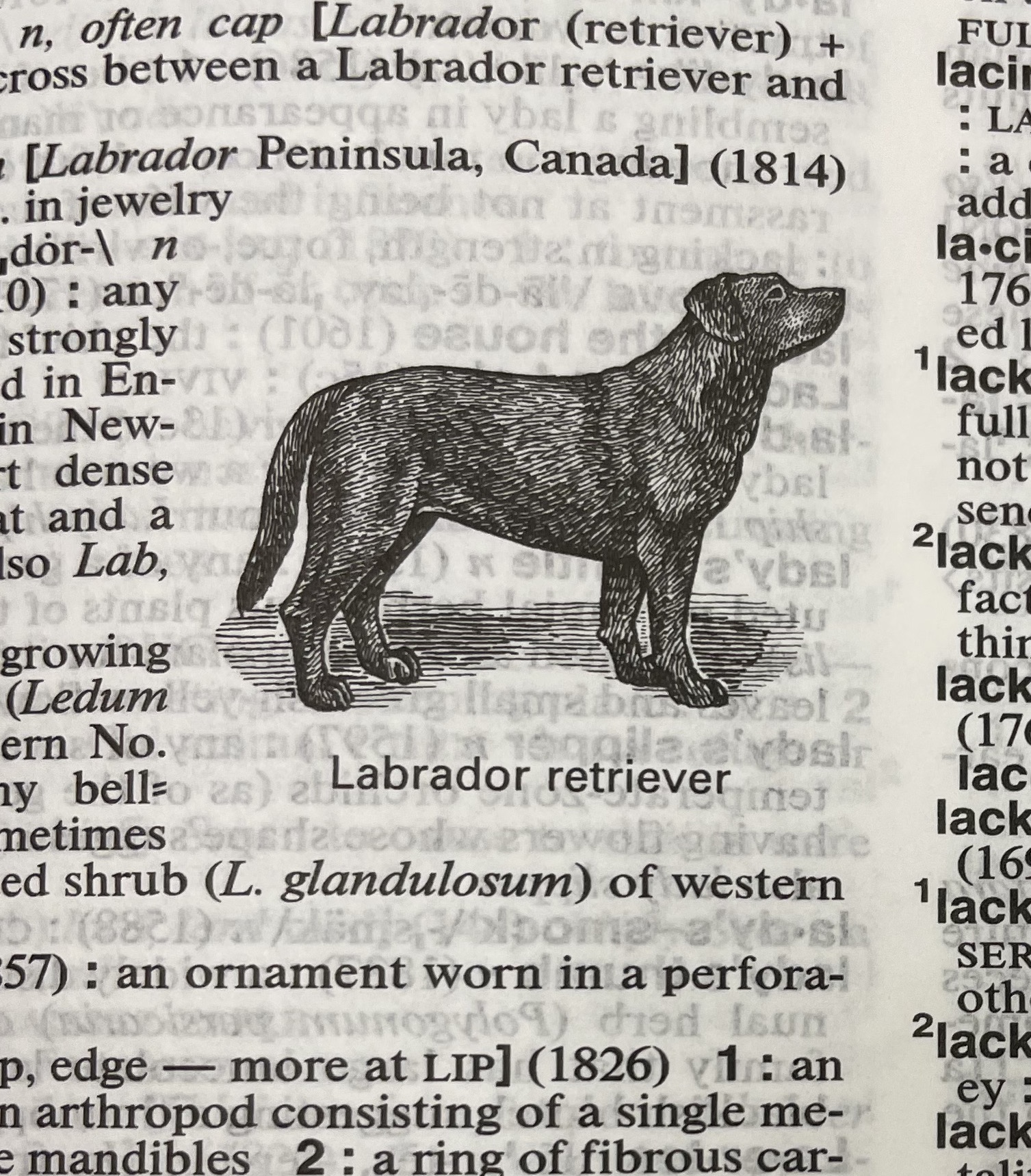Dictionary illustration