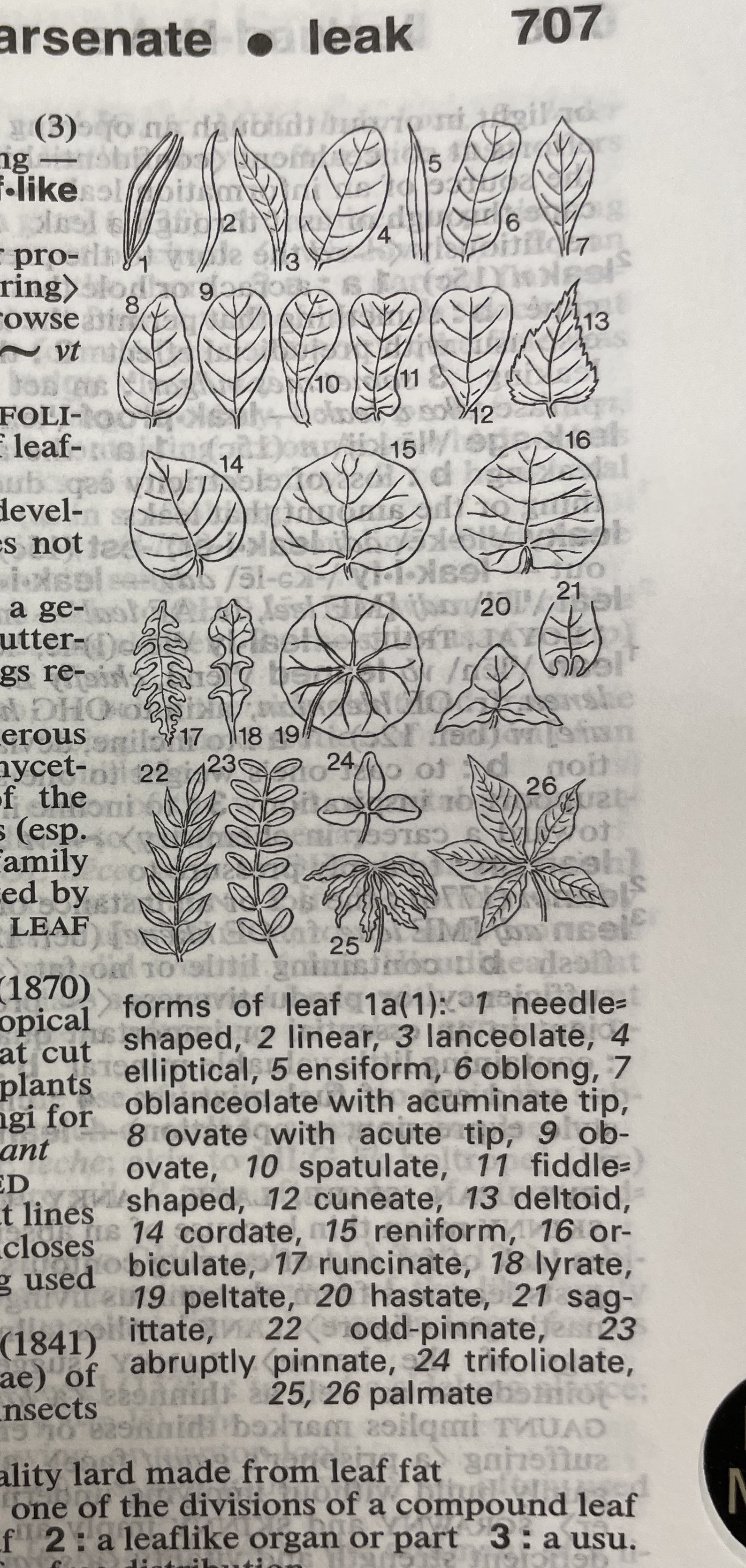 Dictionary illustration