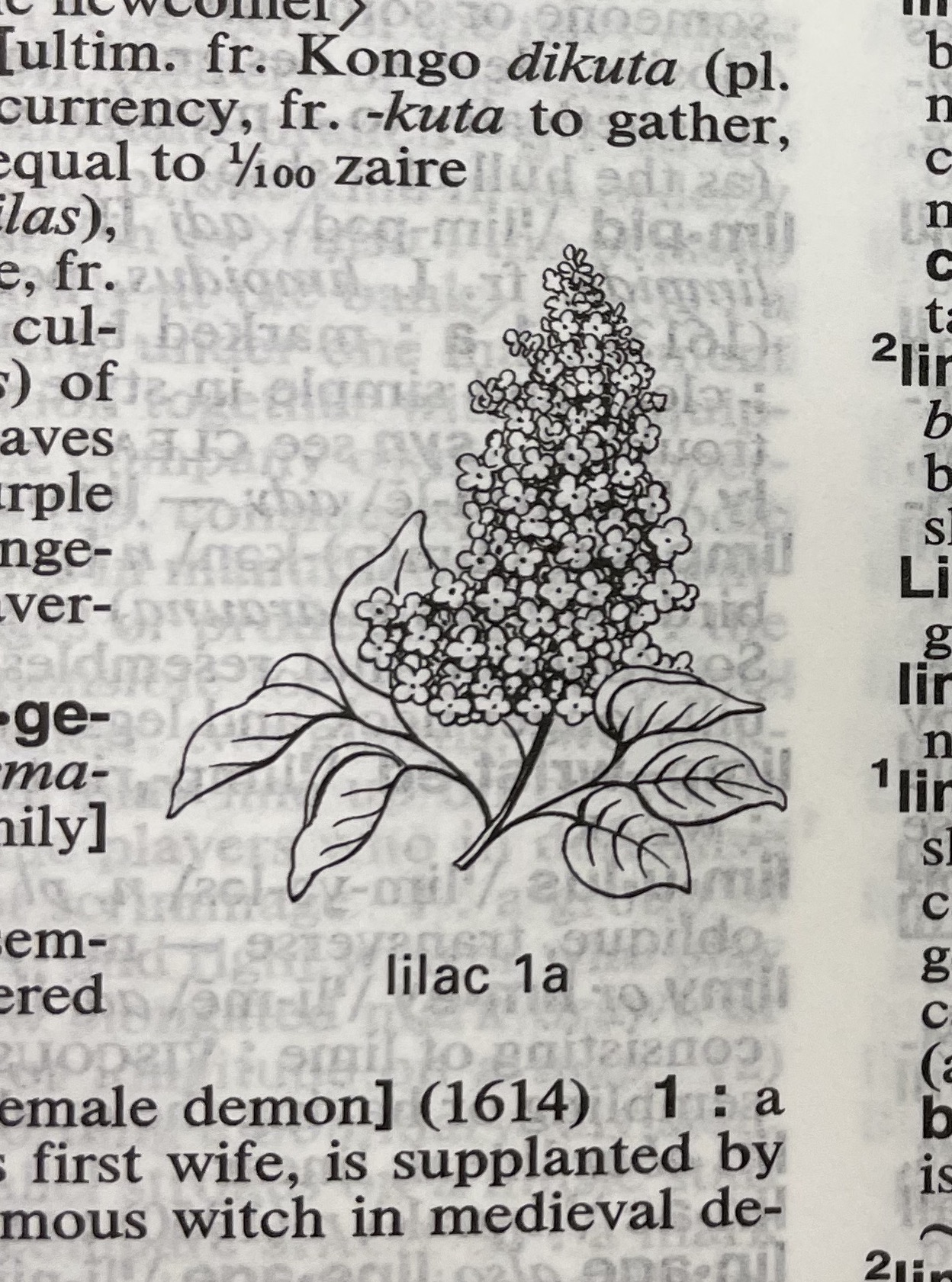 Dictionary illustration