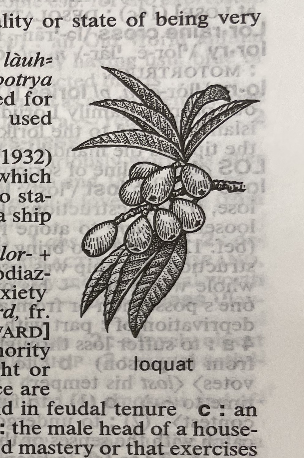 Dictionary illustration