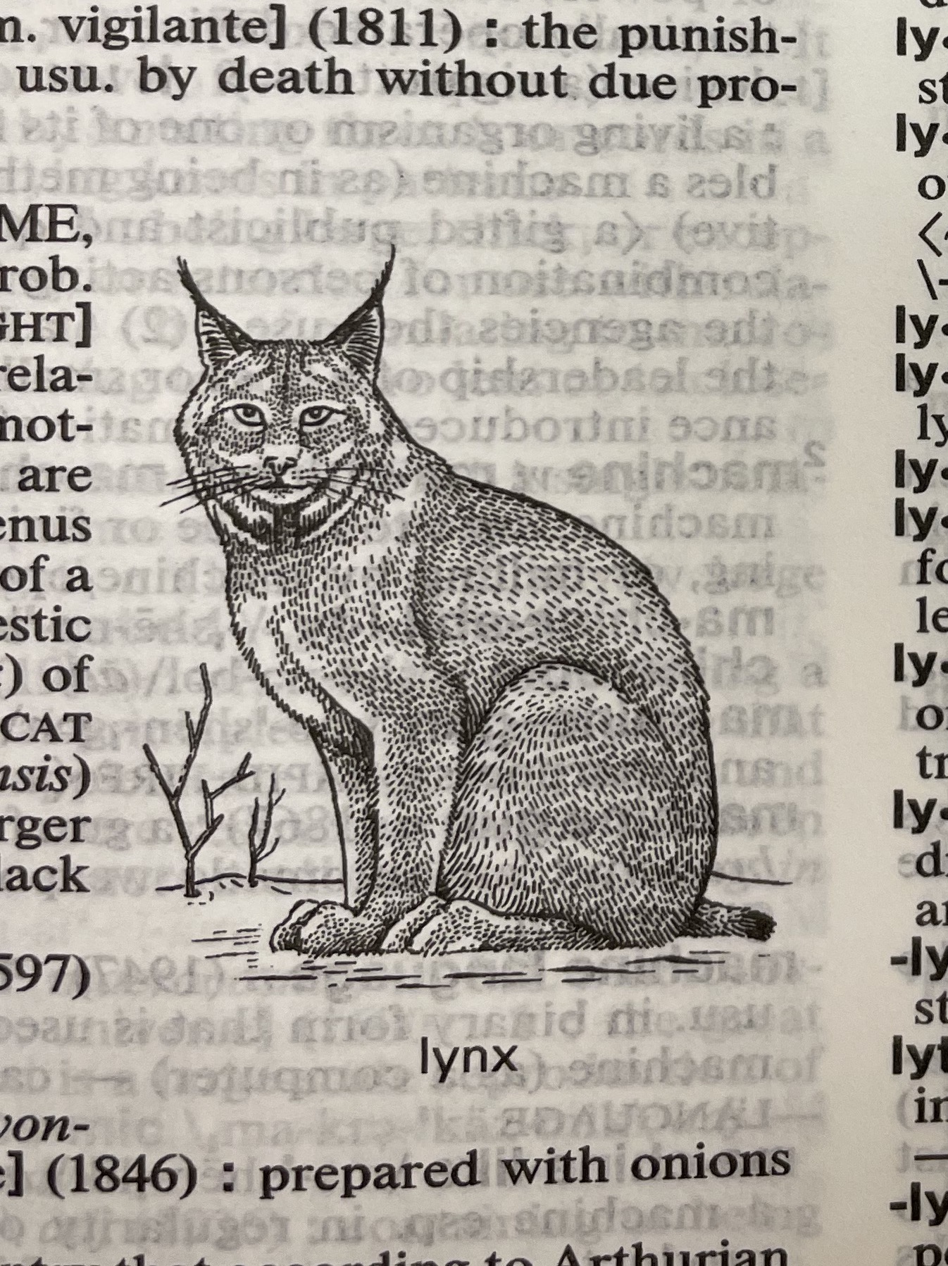 Dictionary illustration