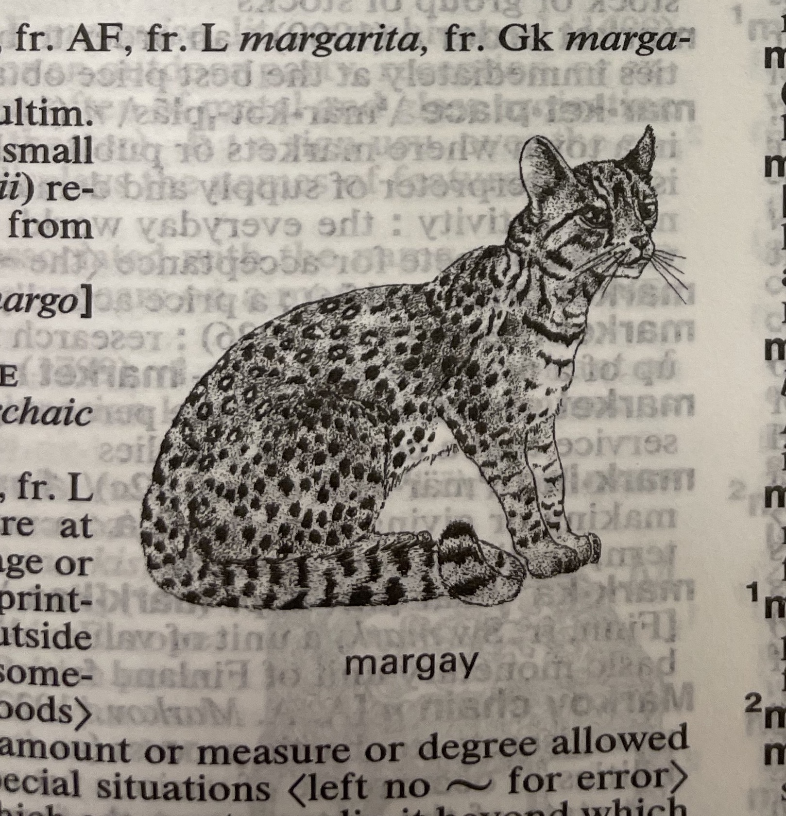 Dictionary illustration
