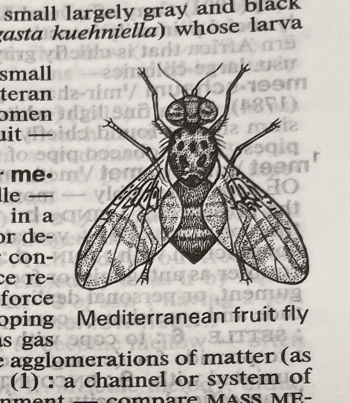 Dictionary illustration