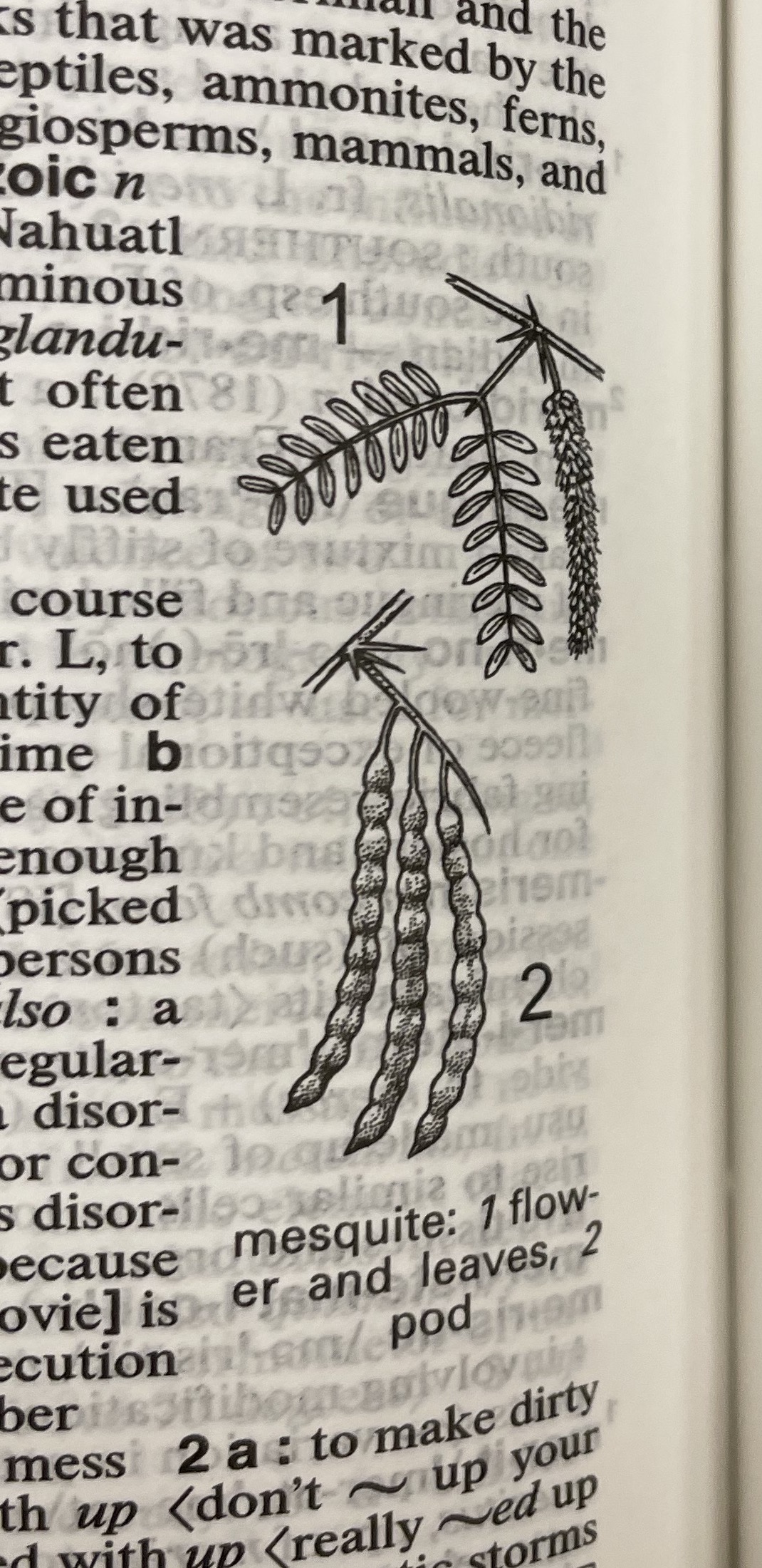 Dictionary illustration