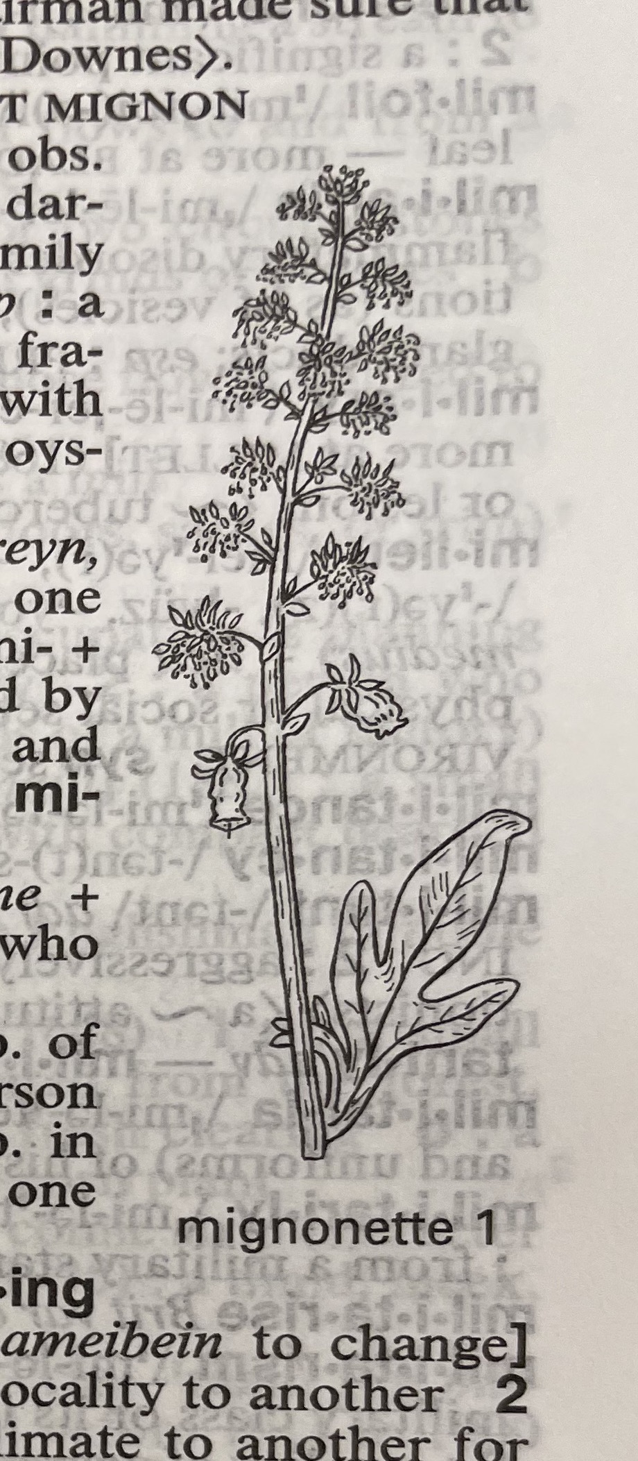 Dictionary illustration