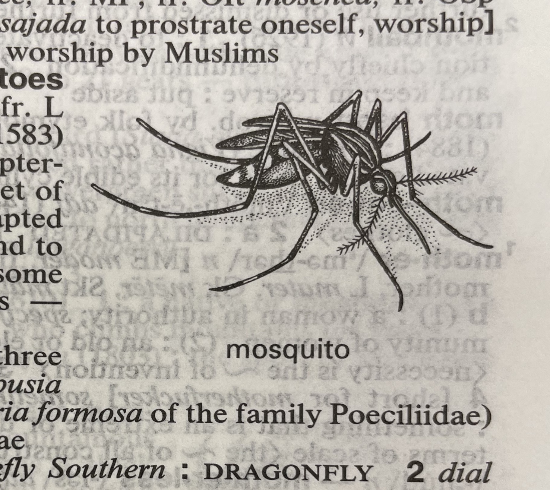 Dictionary illustration
