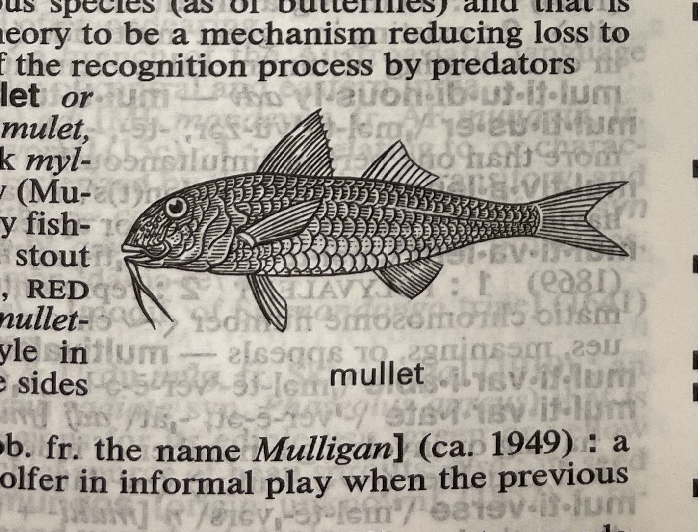 Dictionary illustration