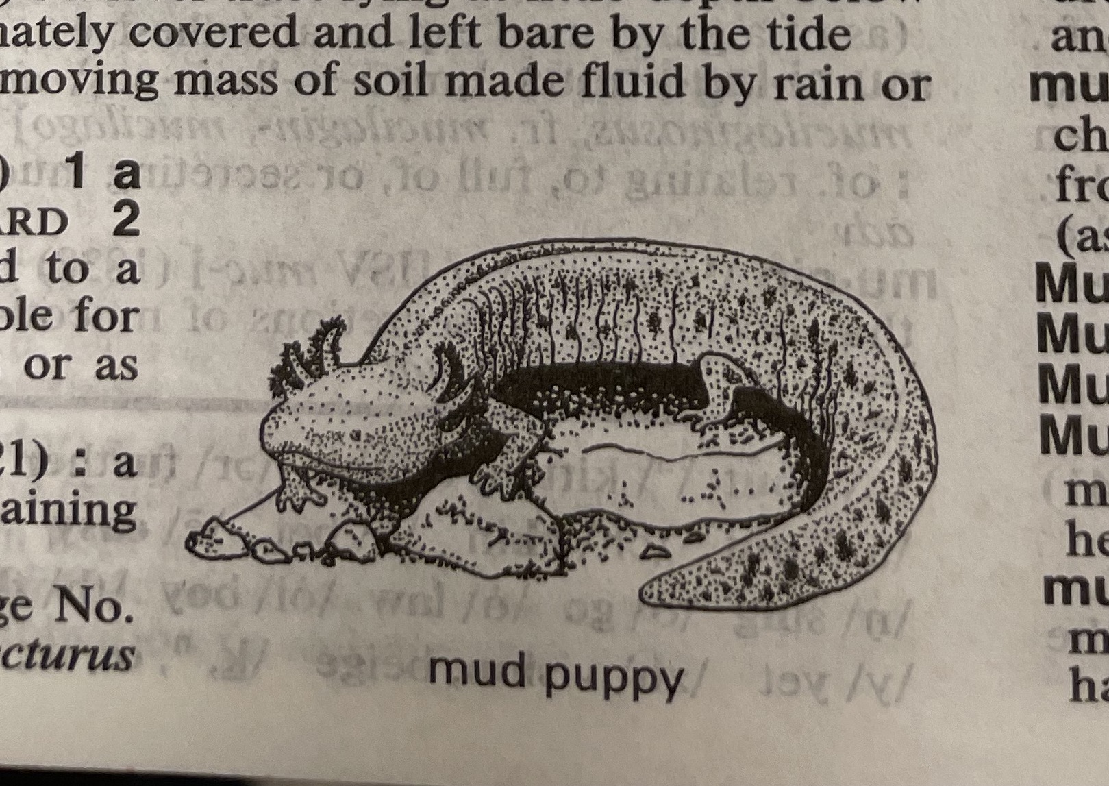 Dictionary illustration