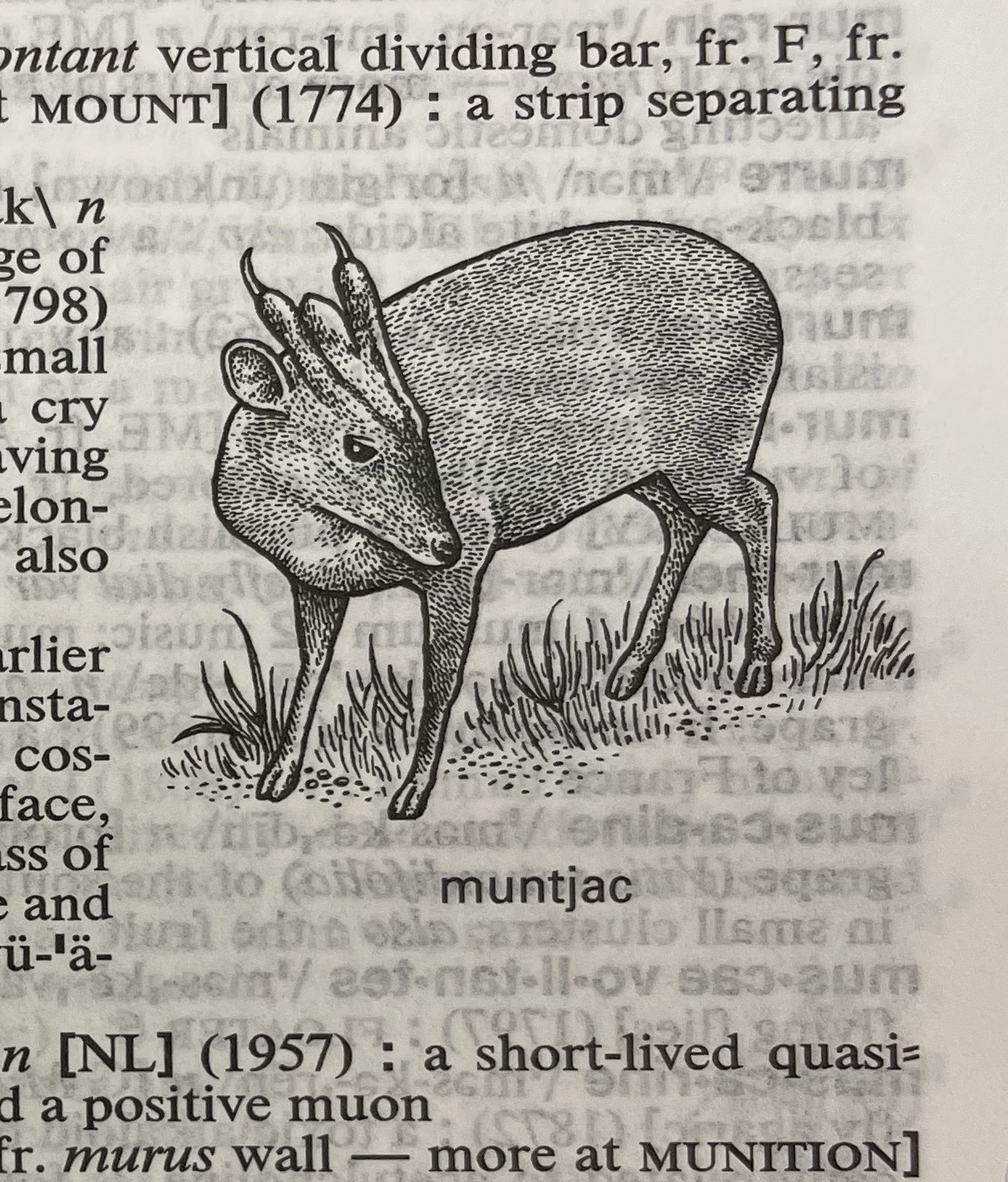 Dictionary illustration
