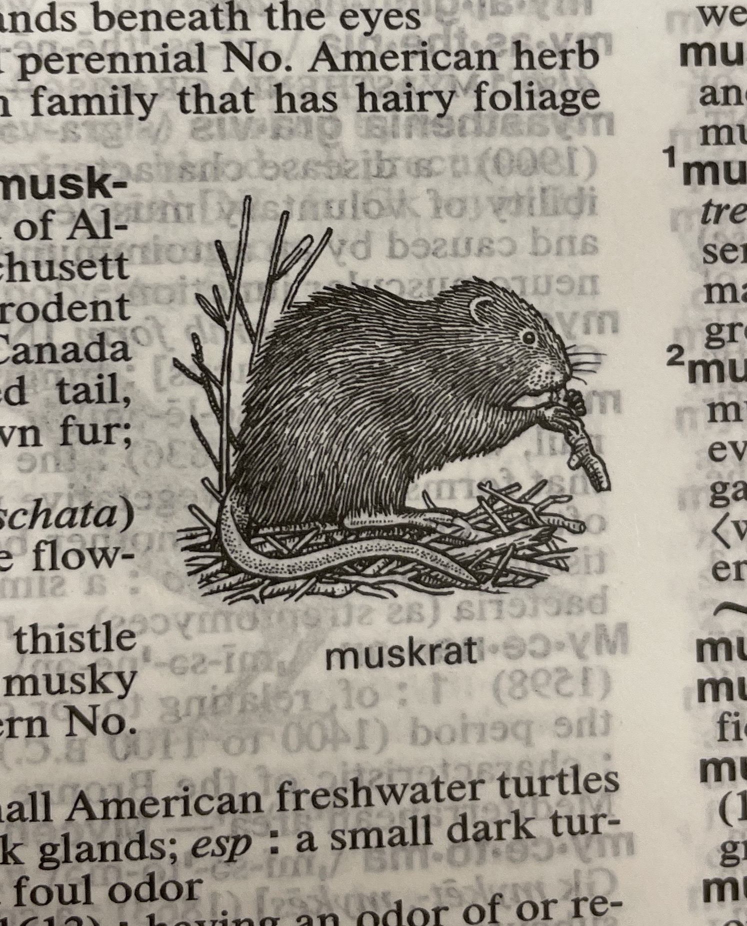 Dictionary illustration