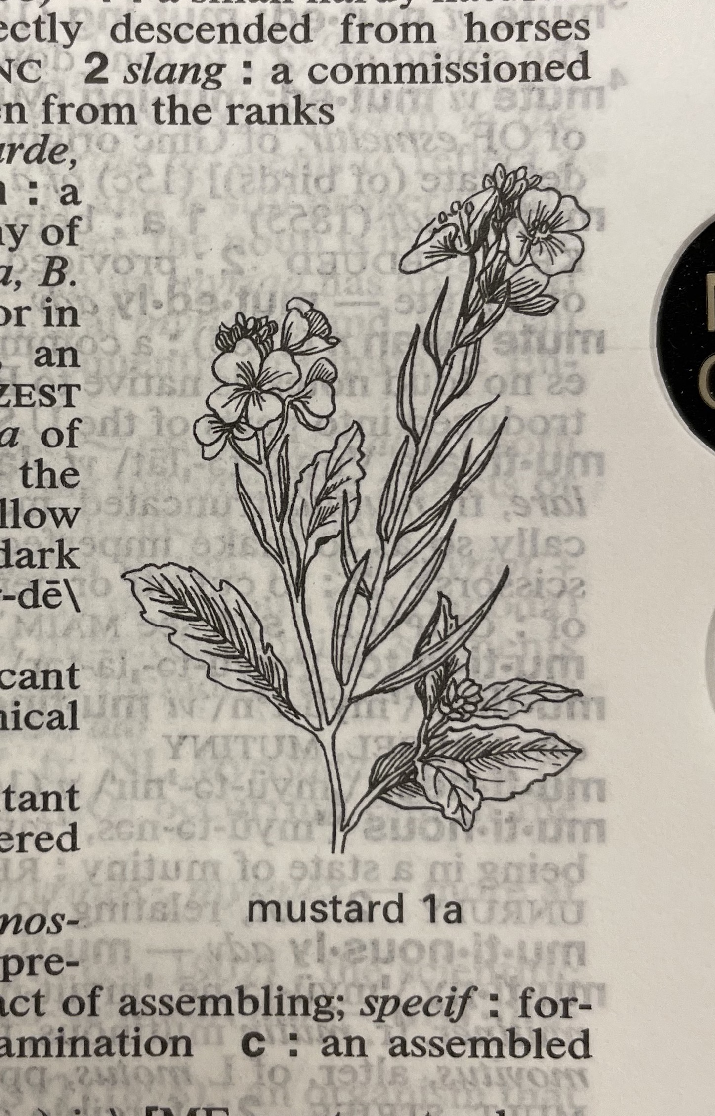 Dictionary illustration