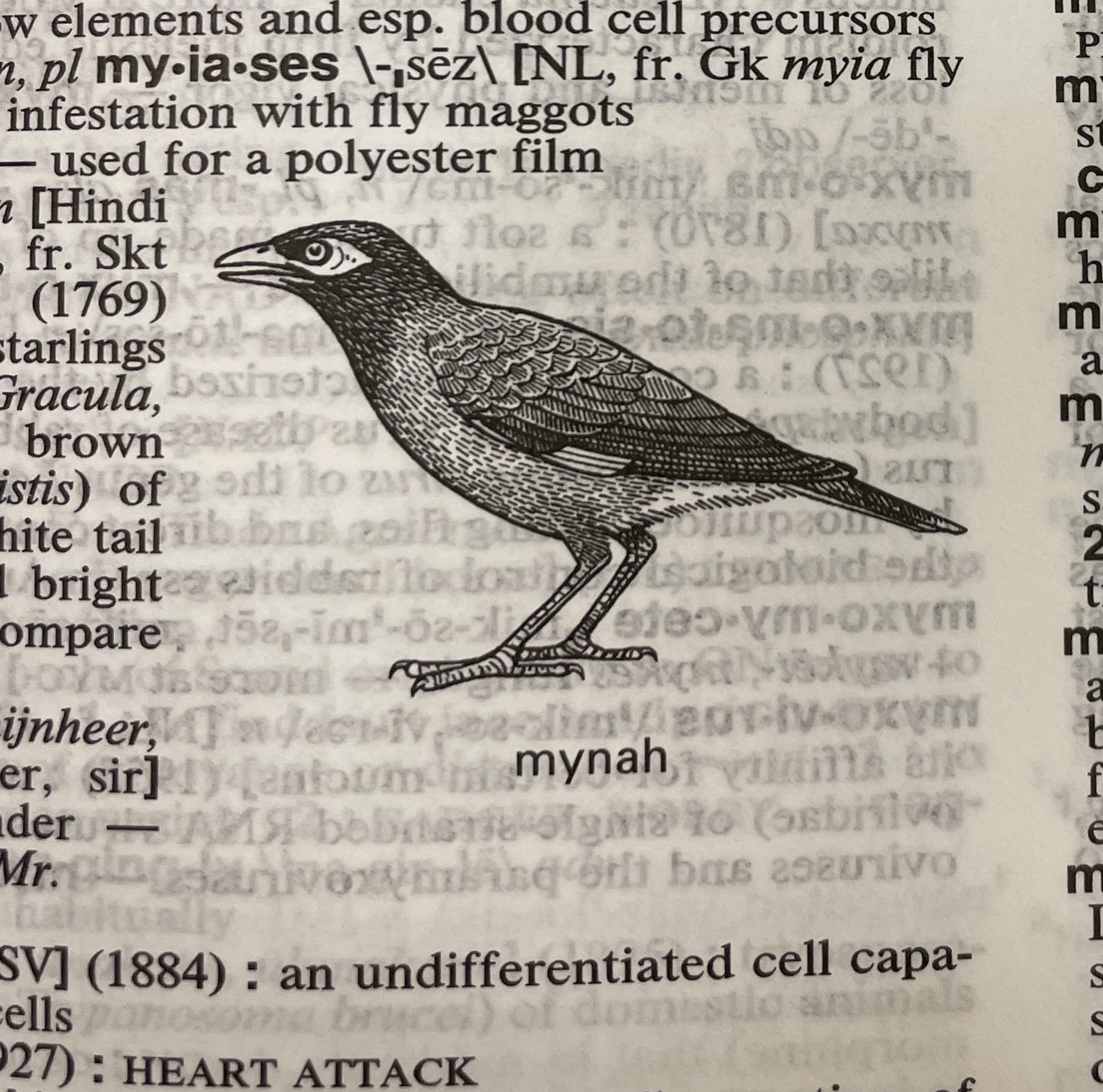 Dictionary illustration