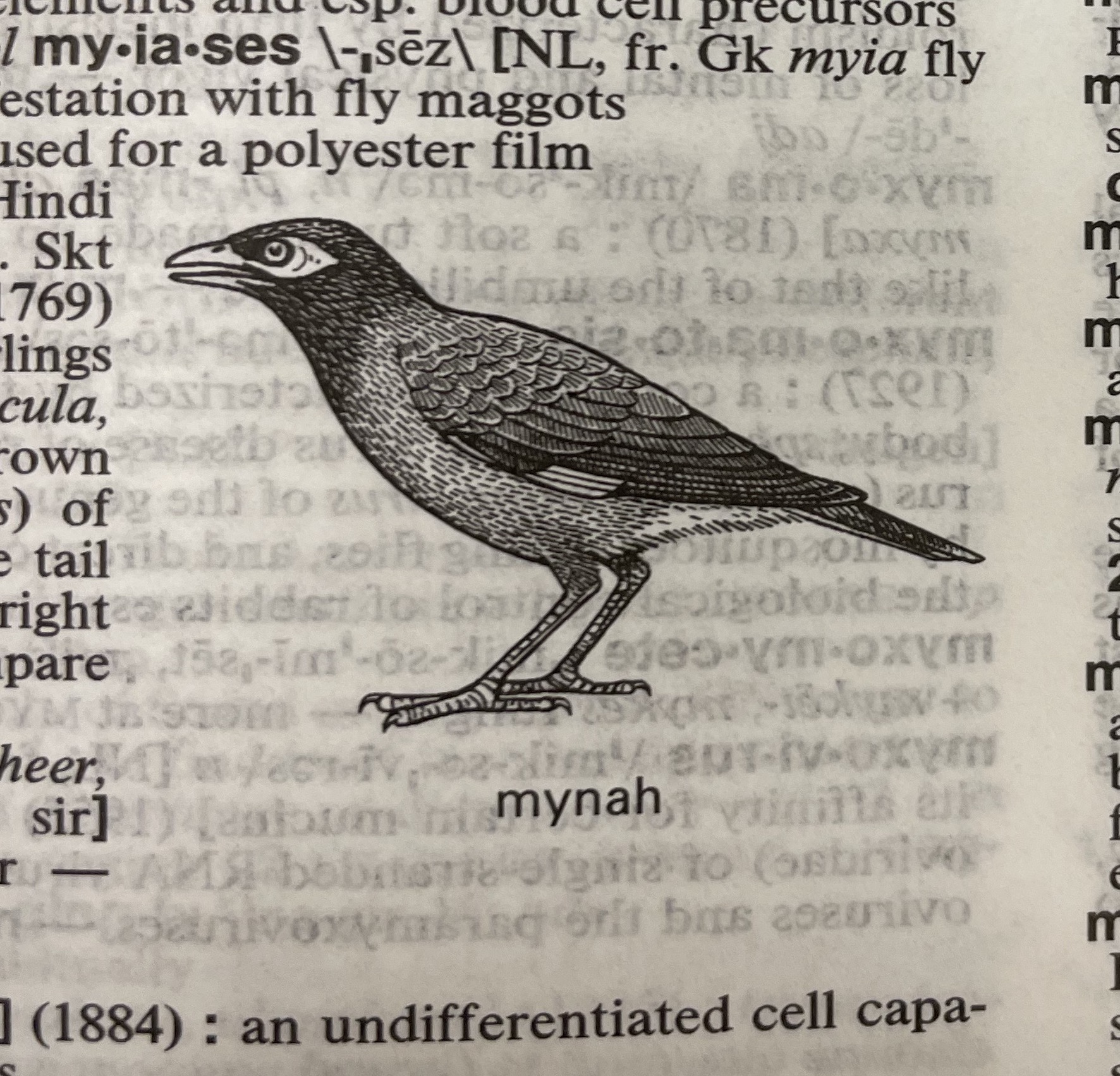Dictionary illustration