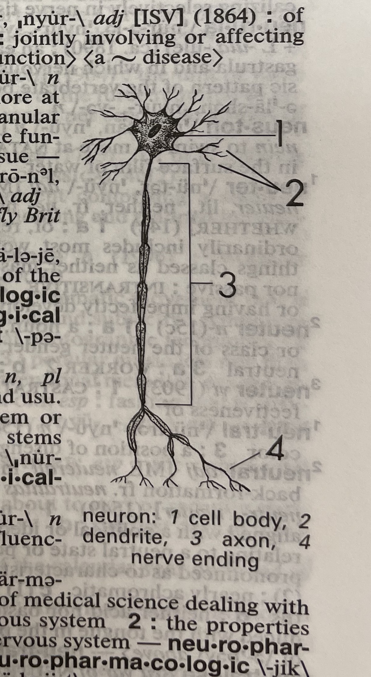 Dictionary illustration