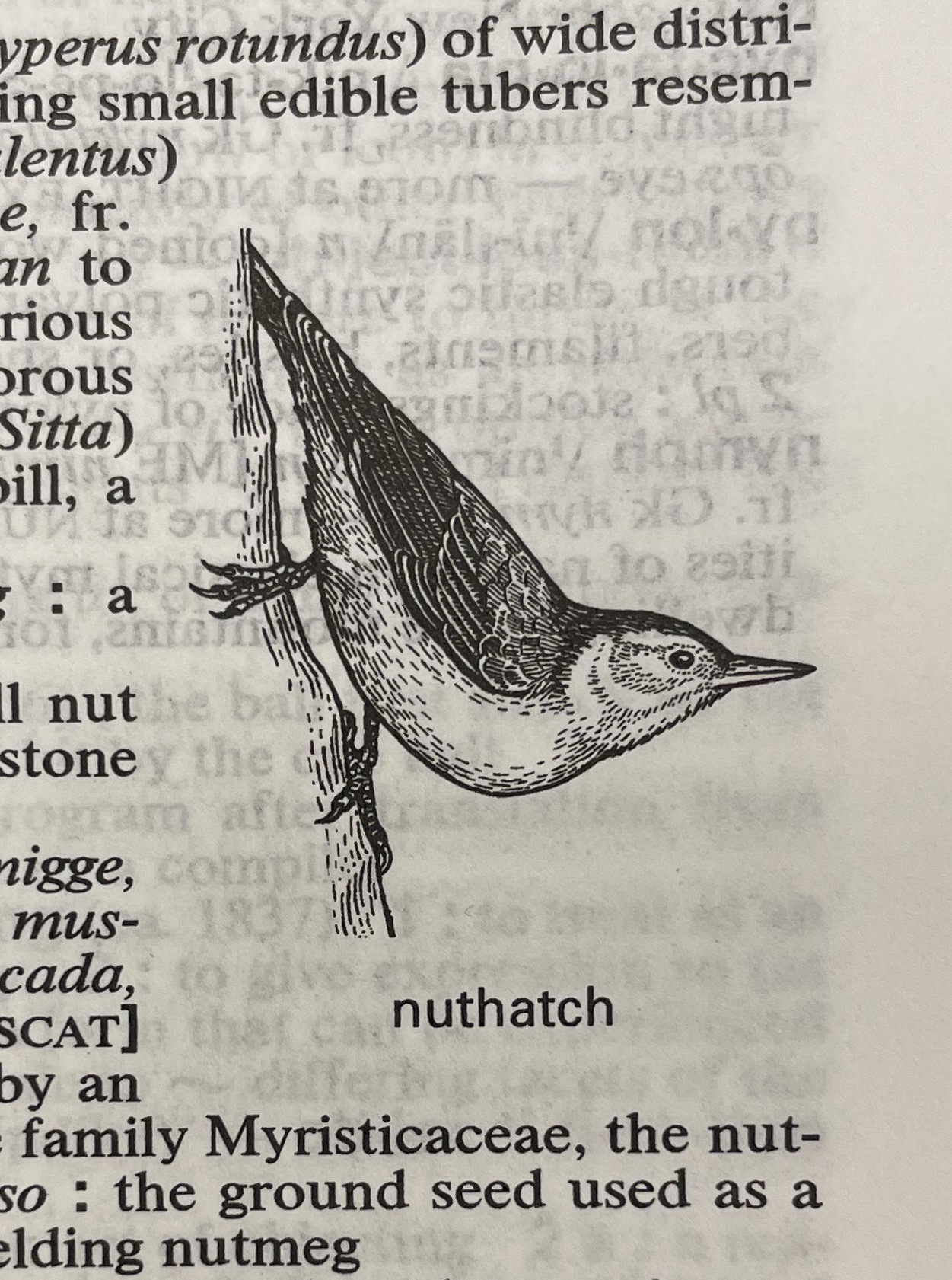 Dictionary illustration