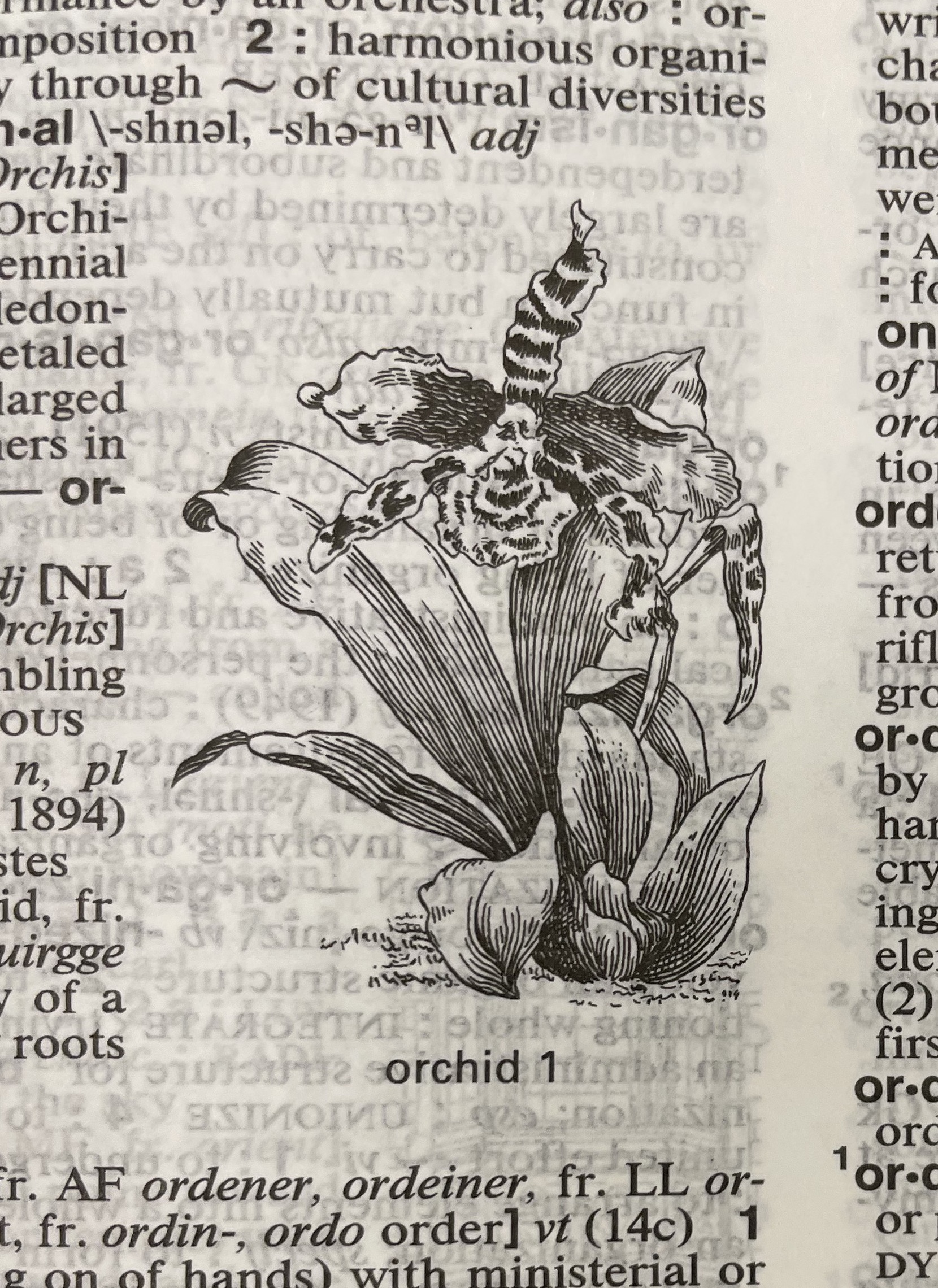 Dictionary illustration