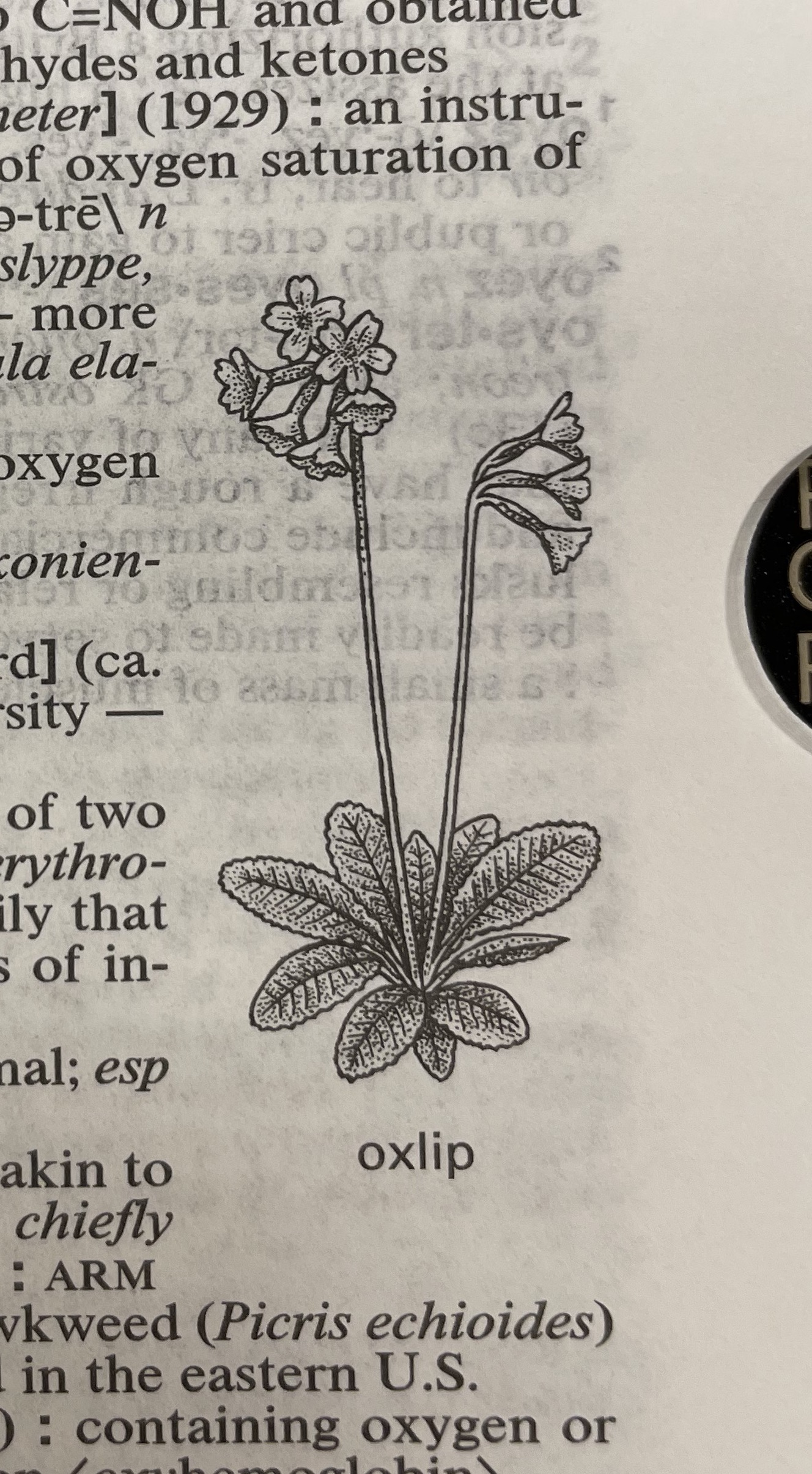 Dictionary illustration