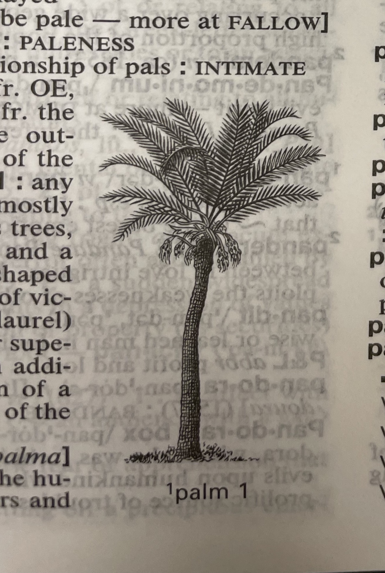 Dictionary illustration