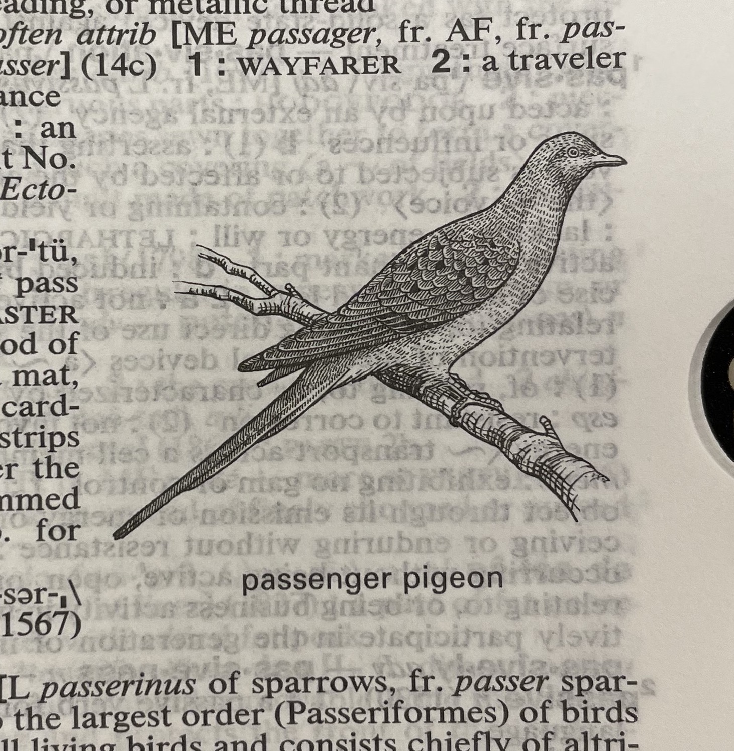 Dictionary illustration