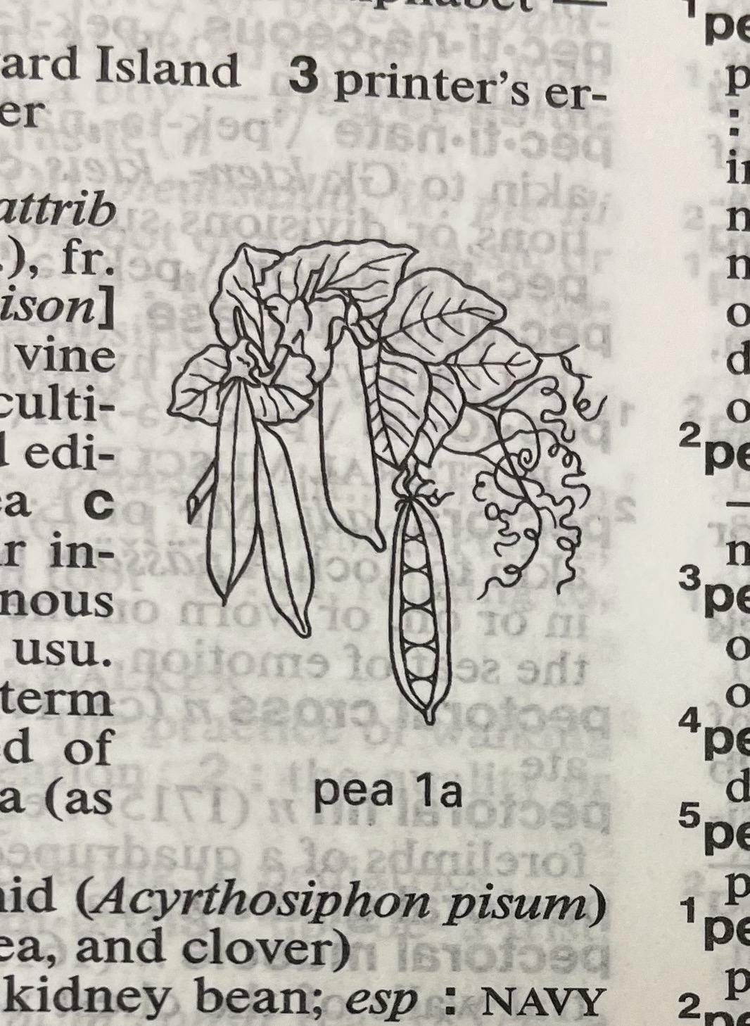 Dictionary illustration