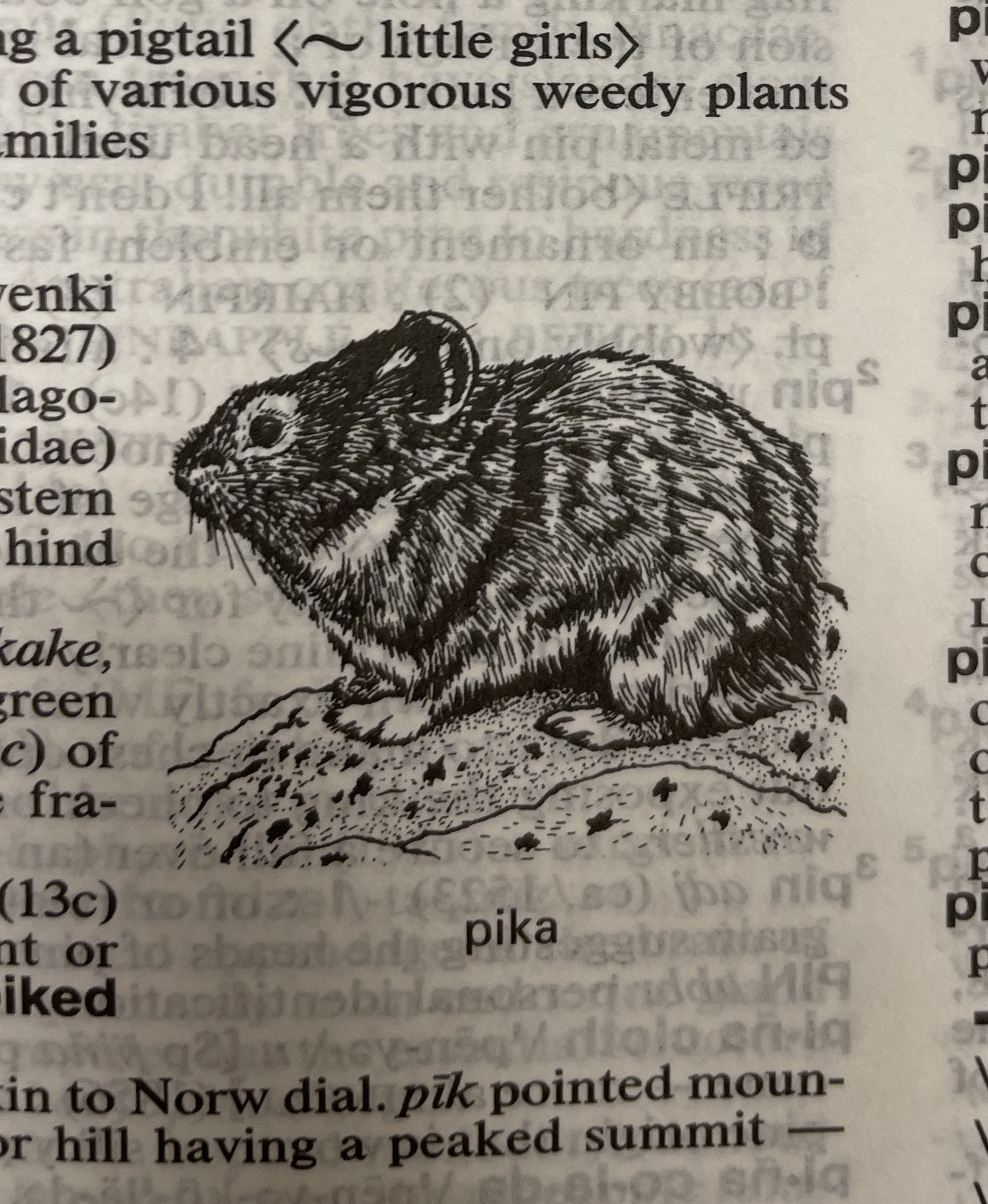 Dictionary illustration
