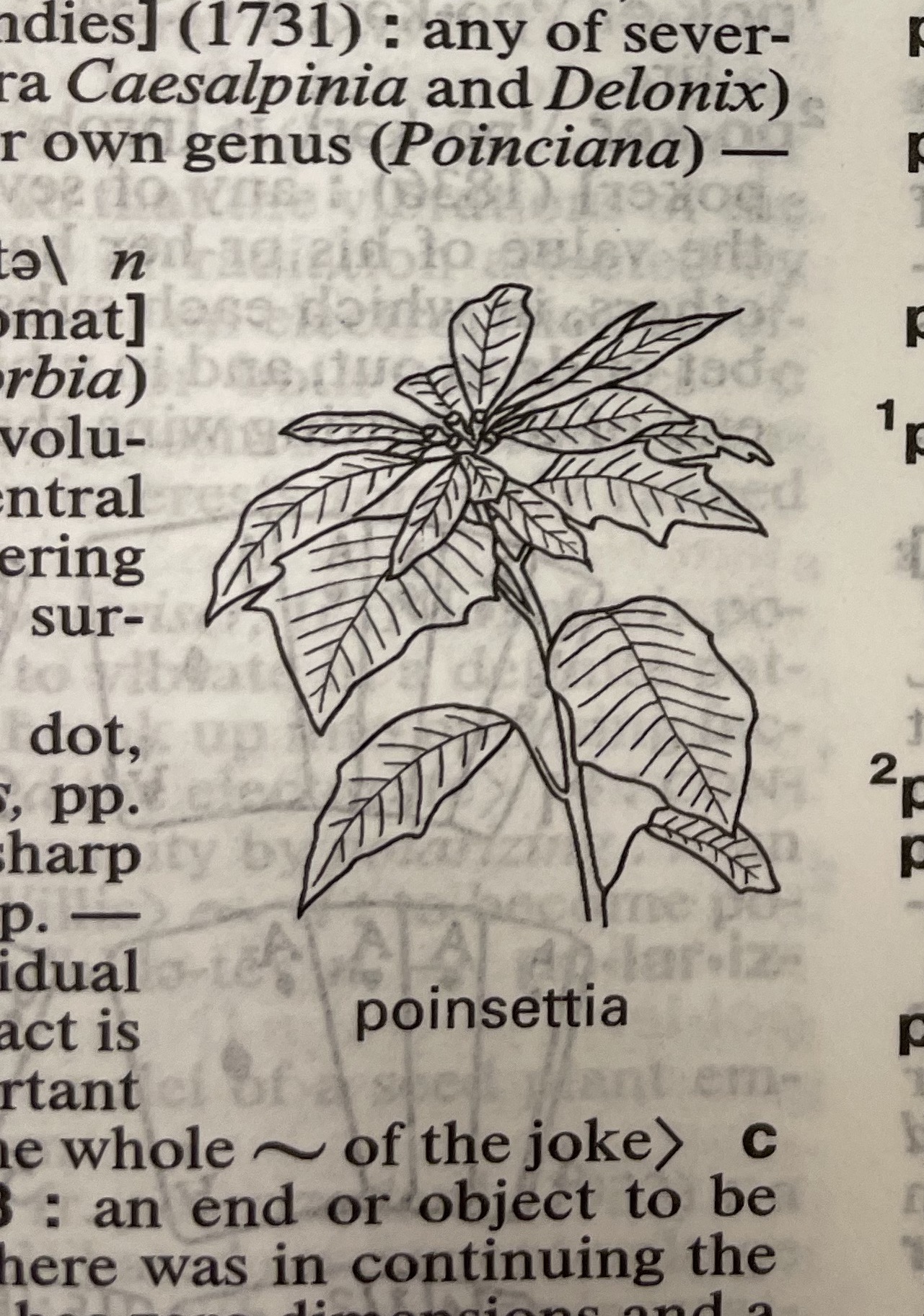 Dictionary illustration
