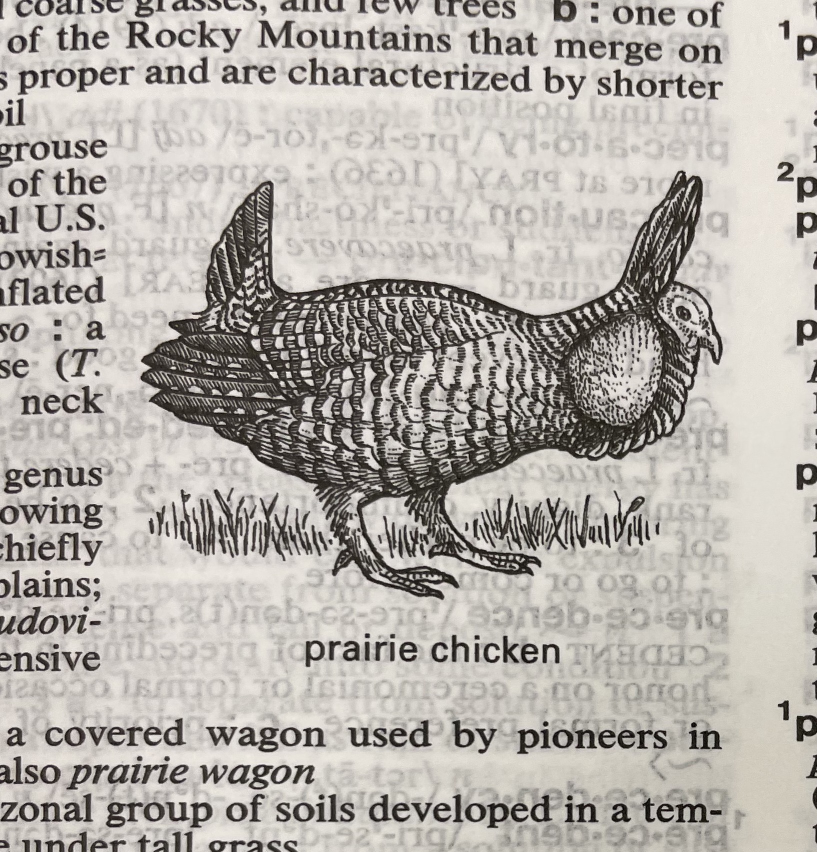 Dictionary illustration