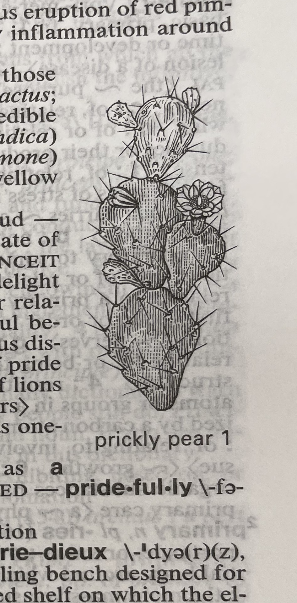 Dictionary illustration